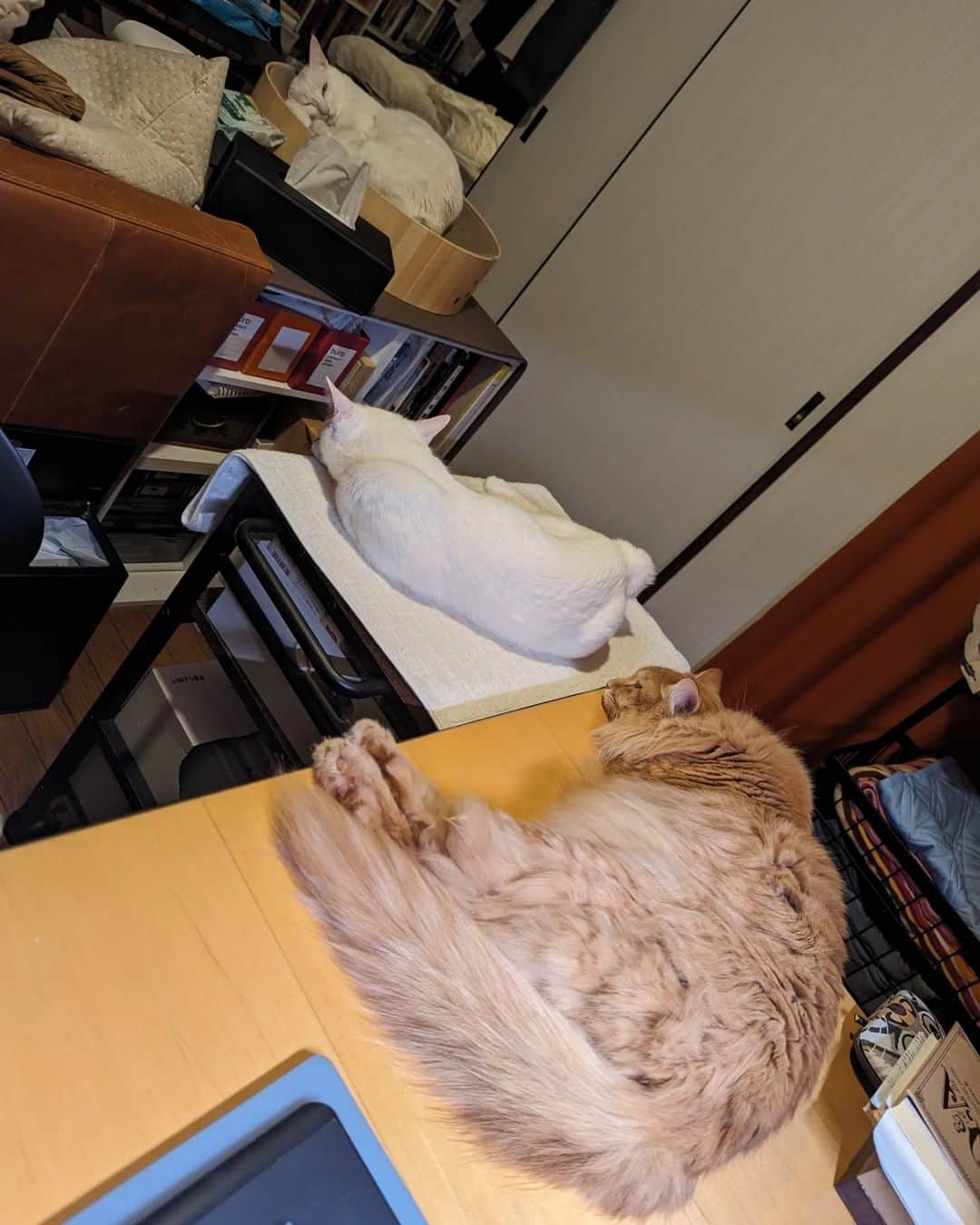岡田屋鉄蔵のインスタグラム：「引っ越したらとにかく横幅広い作業机買う。もしくは円卓デカいやつ。私の作業スペースが確保できぬ。」