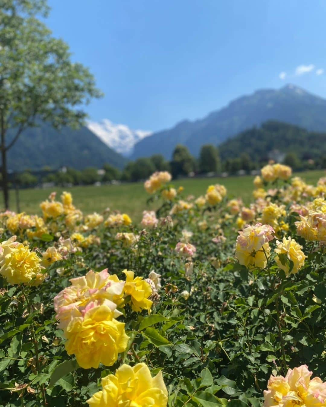 酒向杏奈さんのインスタグラム写真 - (酒向杏奈Instagram)「. . Switzerland🇨🇭 . ずっと行ってみたかったスイスへ💐 . 圧巻の絶景でした✨ ずっと眺めていられる〜！ . でも、娘がいるとそうともいかず…💧写真や動画を見返して後から味わう方法を身に付けました😅 . チーズフォンデュはワインが効いていて大人のお味🧀 . 水が本当に透き通っていて綺麗でした✨ . . 今度はハイジ村やジュネーブにも行ってみたいな〜♪ . . #Switzerland #スイス旅行」8月5日 23時15分 - annacotta715