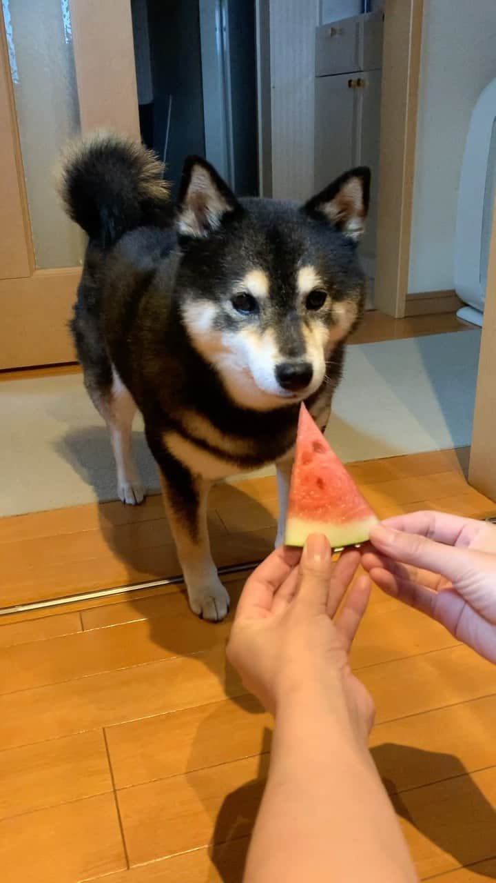 吾子のインスタグラム：「・ ・ 🍉🐶🩷 ・ 🐶… ・ ・ ・ ・ ・ ・ ・ ・ ・ ・ ・ ・ #でんすけ　なんだけど🙍🏻‍♀️ #おもってたのと違う #sapporo  ・ 北海道の柴犬 #柴北会 の皆ワン🐶暑い日は水いっぱい飲もう〜🐶✨ ・ #adorable #instadog#shibainu#dog#柴犬ライフ #instashiba#柴犬マニア #9gag #barked #kuroshiba#socute #cutedog#いぬのきもち #黒柴 #dogstagram_japan」