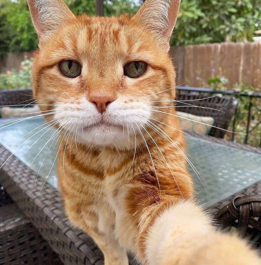 Cute Pets Dogs Catsさんのインスタグラム写真 - (Cute Pets Dogs CatsInstagram)「"Look at me lookin all bad ass! 🤳😾"  Credit: beautiful @marleykatz  ** For all crediting issues and removals pls 𝐄𝐦𝐚𝐢𝐥 𝐮𝐬 ☺️  𝐍𝐨𝐭𝐞: we don’t own this video/pics, all rights go to their respective owners. If owner is not provided, tagged (meaning we couldn’t find who is the owner), 𝐩𝐥𝐬 𝐄𝐦𝐚𝐢𝐥 𝐮𝐬 with 𝐬𝐮𝐛𝐣𝐞𝐜𝐭 “𝐂𝐫𝐞𝐝𝐢𝐭 𝐈𝐬𝐬𝐮𝐞𝐬” and 𝐨𝐰𝐧𝐞𝐫 𝐰𝐢𝐥𝐥 𝐛𝐞 𝐭𝐚𝐠𝐠𝐞𝐝 𝐬𝐡𝐨𝐫𝐭𝐥𝐲 𝐚𝐟𝐭𝐞𝐫.  We have been building this community for over 6 years, but 𝐞𝐯𝐞𝐫𝐲 𝐫𝐞𝐩𝐨𝐫𝐭 𝐜𝐨𝐮𝐥𝐝 𝐠𝐞𝐭 𝐨𝐮𝐫 𝐩𝐚𝐠𝐞 𝐝𝐞𝐥𝐞𝐭𝐞𝐝, pls email us first. **」8月5日 23時44分 - dailycatclub
