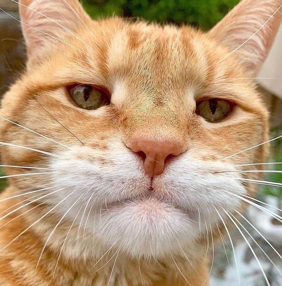 Cute Pets Dogs Catsさんのインスタグラム写真 - (Cute Pets Dogs CatsInstagram)「