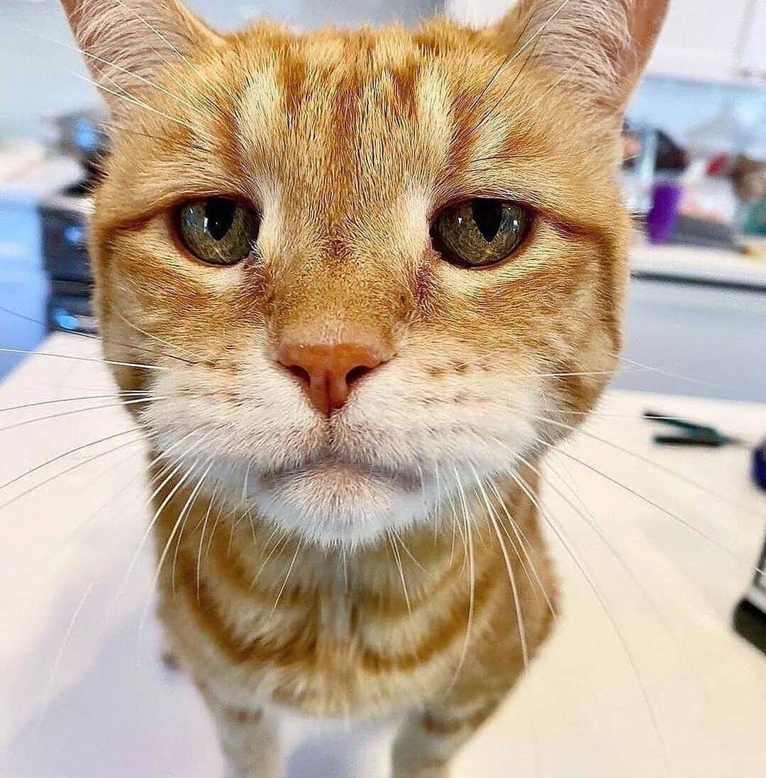 Cute Pets Dogs Catsさんのインスタグラム写真 - (Cute Pets Dogs CatsInstagram)「"Look at me lookin all bad ass! 🤳😾"  Credit: beautiful @marleykatz  ** For all crediting issues and removals pls 𝐄𝐦𝐚𝐢𝐥 𝐮𝐬 ☺️  𝐍𝐨𝐭𝐞: we don’t own this video/pics, all rights go to their respective owners. If owner is not provided, tagged (meaning we couldn’t find who is the owner), 𝐩𝐥𝐬 𝐄𝐦𝐚𝐢𝐥 𝐮𝐬 with 𝐬𝐮𝐛𝐣𝐞𝐜𝐭 “𝐂𝐫𝐞𝐝𝐢𝐭 𝐈𝐬𝐬𝐮𝐞𝐬” and 𝐨𝐰𝐧𝐞𝐫 𝐰𝐢𝐥𝐥 𝐛𝐞 𝐭𝐚𝐠𝐠𝐞𝐝 𝐬𝐡𝐨𝐫𝐭𝐥𝐲 𝐚𝐟𝐭𝐞𝐫.  We have been building this community for over 6 years, but 𝐞𝐯𝐞𝐫𝐲 𝐫𝐞𝐩𝐨𝐫𝐭 𝐜𝐨𝐮𝐥𝐝 𝐠𝐞𝐭 𝐨𝐮𝐫 𝐩𝐚𝐠𝐞 𝐝𝐞𝐥𝐞𝐭𝐞𝐝, pls email us first. **」8月5日 23時44分 - dailycatclub