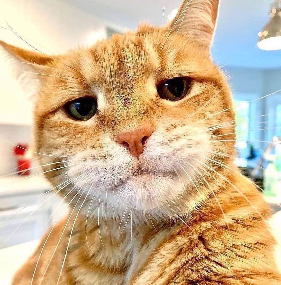 Cute Pets Dogs Catsのインスタグラム：「"Look at me lookin all bad ass! 🤳😾"  Credit: beautiful @marleykatz  ** For all crediting issues and removals pls 𝐄𝐦𝐚𝐢𝐥 𝐮𝐬 ☺️  𝐍𝐨𝐭𝐞: we don’t own this video/pics, all rights go to their respective owners. If owner is not provided, tagged (meaning we couldn’t find who is the owner), 𝐩𝐥𝐬 𝐄𝐦𝐚𝐢𝐥 𝐮𝐬 with 𝐬𝐮𝐛𝐣𝐞𝐜𝐭 “𝐂𝐫𝐞𝐝𝐢𝐭 𝐈𝐬𝐬𝐮𝐞𝐬” and 𝐨𝐰𝐧𝐞𝐫 𝐰𝐢𝐥𝐥 𝐛𝐞 𝐭𝐚𝐠𝐠𝐞𝐝 𝐬𝐡𝐨𝐫𝐭𝐥𝐲 𝐚𝐟𝐭𝐞𝐫.  We have been building this community for over 6 years, but 𝐞𝐯𝐞𝐫𝐲 𝐫𝐞𝐩𝐨𝐫𝐭 𝐜𝐨𝐮𝐥𝐝 𝐠𝐞𝐭 𝐨𝐮𝐫 𝐩𝐚𝐠𝐞 𝐝𝐞𝐥𝐞𝐭𝐞𝐝, pls email us first. **」