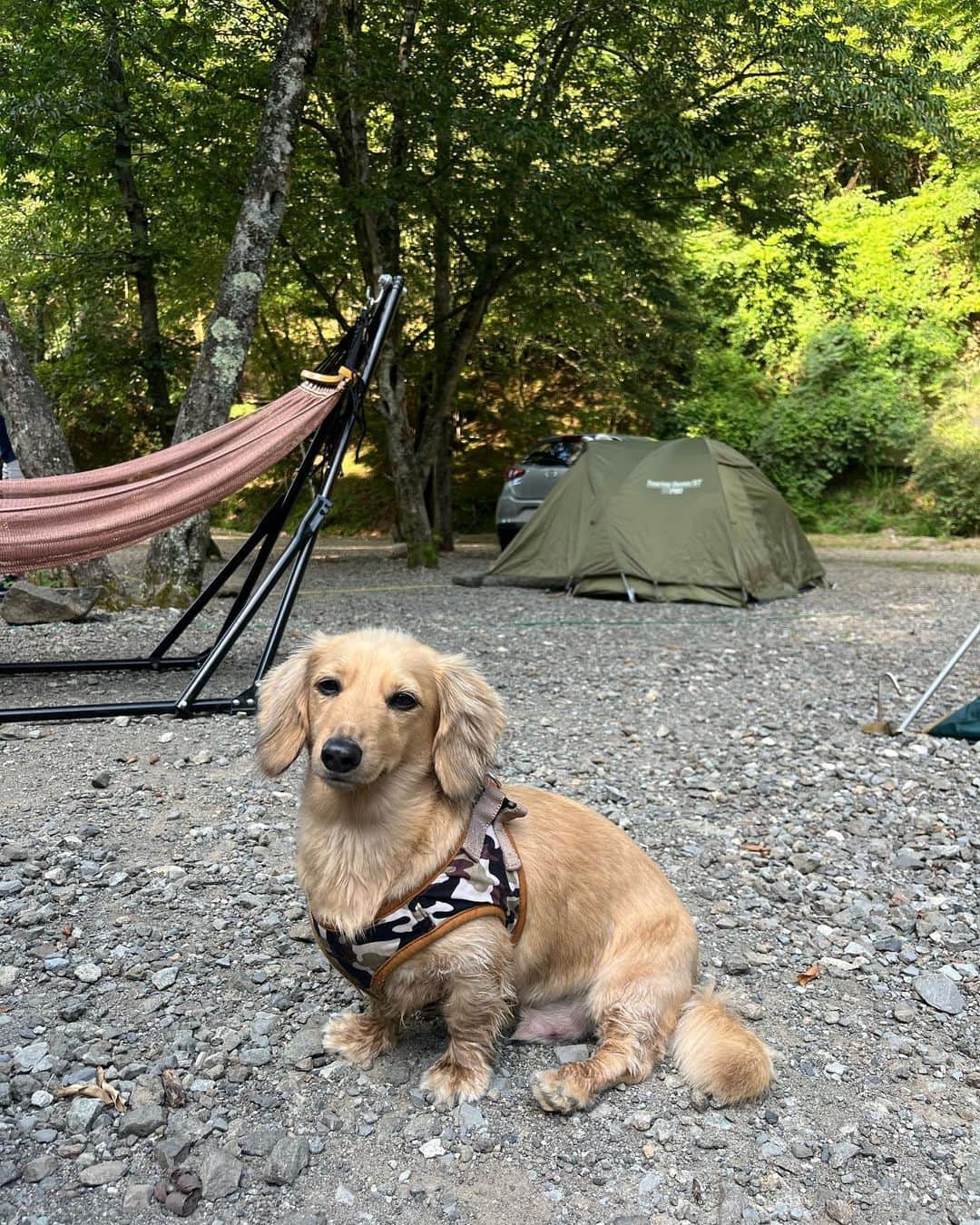 harunaのインスタグラム：「キャッシュが幸せだとわたしも幸せ🐕🤍」