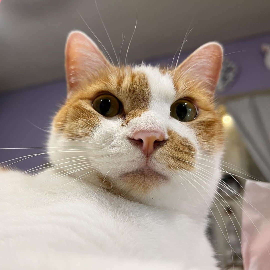 のインスタグラム：「怒ってないですよ。  #うちの猫ら #猫 #ねこ #oinari #ニャンスタグラム #にゃんすたぐらむ #ねこのきもち #cat #ネコ #catstagram #ネコ部 http://kachimo.exblog.jp」
