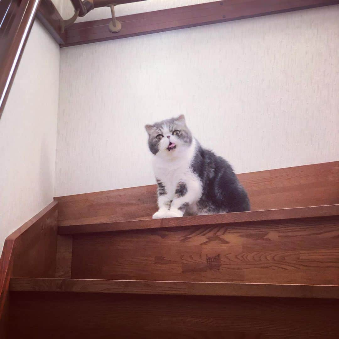 ムスカ(Muska)のインスタグラム：「へ？  #ムスカ #エキゾチックショートヘア #ねこすたぐらむ #ふわもこ部 #にゃんすたぐらむ #ねこ部 #にゃんこ #ねこのいる生活 #ねこのきもち #猫写真 #猫大好き #ペコねこ部 #ねこバカ #愛猫 #냥스타그램 #귀여워 #猫咪 #catstagram #kitty #petstagram #instacat #meow #catoftheday #ilovemycat #catstagram_japan #instagramcats #cutepets #Kedi #cat_of_Instagram #katter」