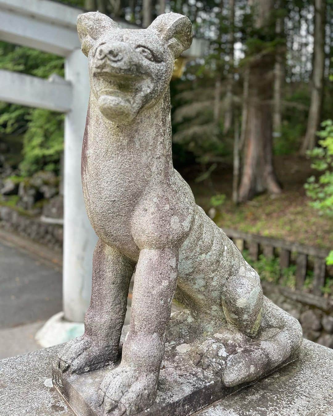 吉沢悠さんのインスタグラム写真 - (吉沢悠Instagram)「． 秩父旅。 【三峯神社］ ． とても珍しい「三ツ鳥居」のある神社。 ． そして狛犬ではなく、「狛狼」が至る所にいます。 色んな表情を持つ狼を見ていると、とても心が落ち着きました。 ． 犬好きは愛される神社だという噂は、本当かもしれませんね。 ． ． そして、本殿横に浮き出てきたという「龍」。 こんなにハッキリ龍の顔が自然と作られるなんて、不思議ですね。 ． #三峯神社  #秩父 #旅 #三ツ鳥居 #狛狼 #狼 #龍 #japan #travel  #japantrip  #chichibu #wolf #dragon」8月6日 7時19分 - hisashi_yoshizawa