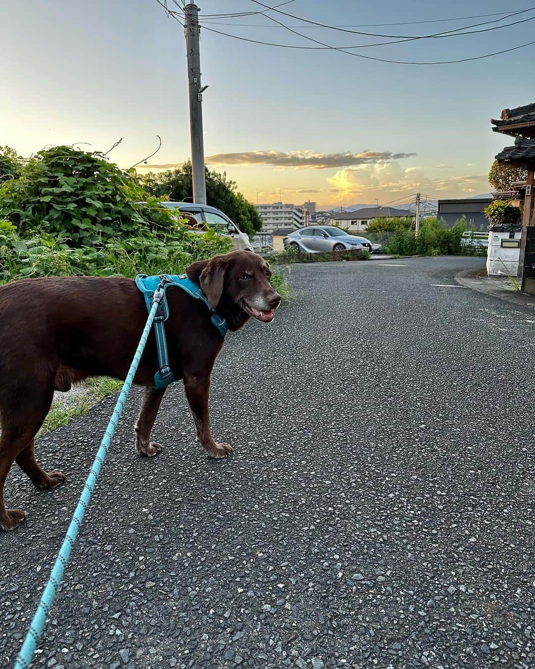 栗田善太郎さんのインスタグラム写真 - (栗田善太郎Instagram)「夜明けから70分 4キロ散歩！ 11歳夏☀️  #labladorretriever」8月6日 7時22分 - kurizen01