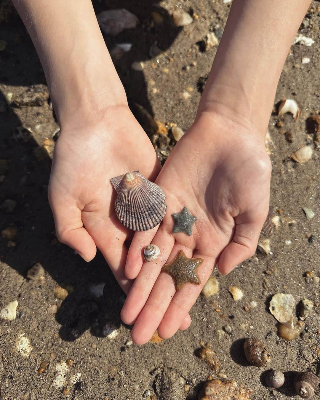 フィロとポンポンのインスタグラム：「Les petites merveilles de la mer…🐚⭐️」