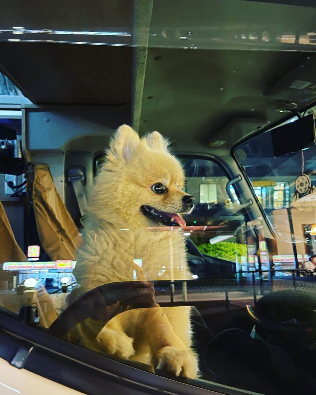 田中美奈子さんのインスタグラム写真 - (田中美奈子Instagram)「今日はボクがキャンピングカーのドライバーだワン🐶 #愛犬とキャンプ #愛犬と旅行 #愛犬とおでかけ #愛犬とドライブ #わんことキャンプ #わんこと旅行 #わんこと車中泊 #わんこすたぐらむ #わんこが居る生活 #ドライバーショット #ボクが運転手 #キャンピングカーの旅 #キャンピングカー旅 #キャンピングカー旅行 #キャンピングカー欲しい #キャンピングカー好きな人と繋がりたい #キャンピングカー女子 #キャンピングカーでワンコとおでかけ #ぽめちわぐらむ #ぽめちわ男の子 #ポメチワ男の子💙 #吾輩は犬である #ドライバー犬」8月6日 7時55分 - tanakaminako0912