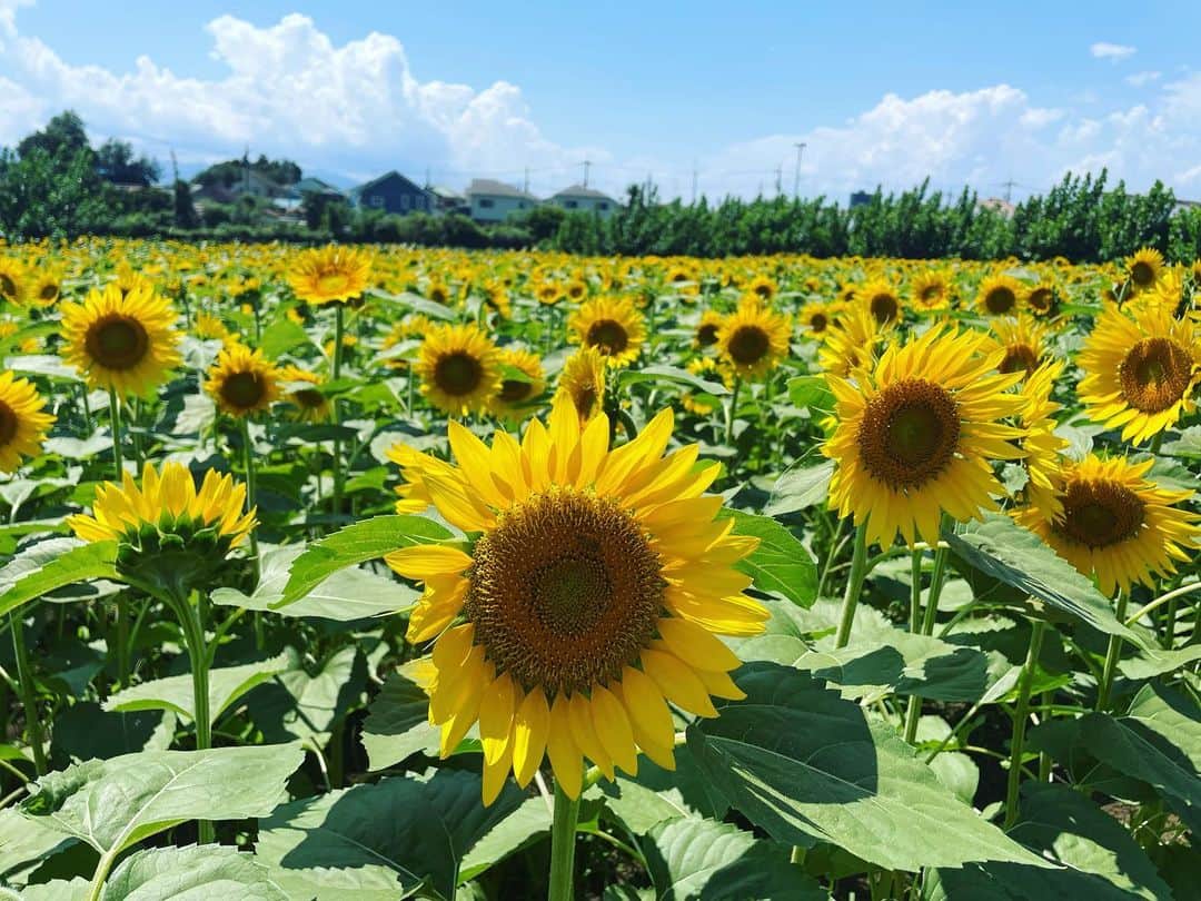 内山由綺さんのインスタグラム写真 - (内山由綺Instagram)「家から5分の場所に向日葵畑がありまして満開でしたので母と🌻 暑い日が続いていますので熱中症には注意して今日も頑張っていきましょう👍🏻」8月6日 8時36分 - yuki_gym_smile