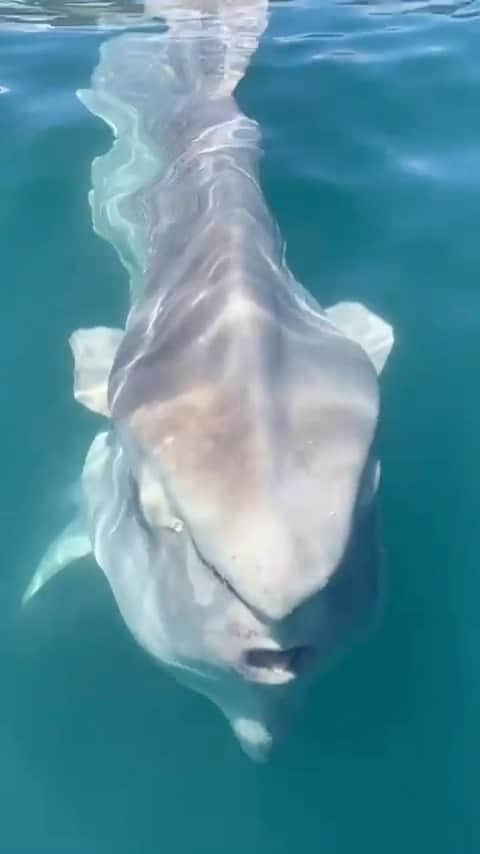 WildLifeのインスタグラム：「Video by @brocqmaxey from @shark_explorers」