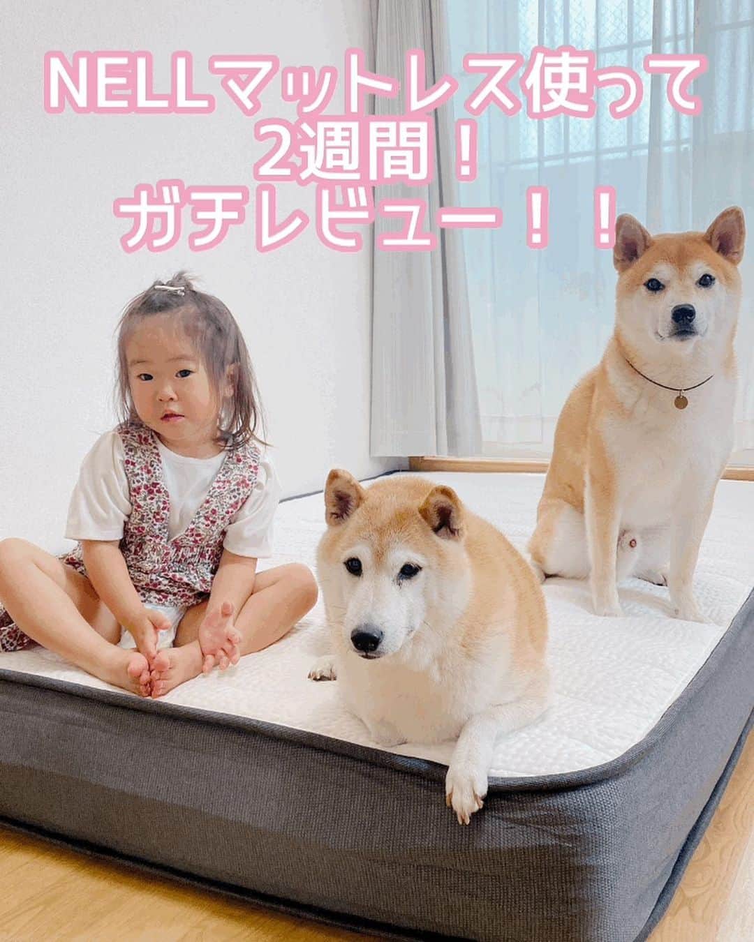 のインスタグラム：「🐱🐻👧🏻 🐾----*----*----*----*🐾 NELLマットレスを使って ２週間が経ちました。 率直に言うと、噂は本当だった！ った感じです。 寝返りがしやすいので、 夜中に目が覚める回数が減ったし、 気持ちいいので、 毎晩いつの間にか寝落ちしてる。 なんと言っても、娘のチャリちゃんが この寝室が大のお気に入りみたいで 喜んで寝室に行ってくれる。 ． 8月6日までなら、10%オフクーポンに加えて、 smart pay払いだと更に5,000円オフになるので、迷ってる人は是非今の機会に！ ． ①10%OFFのクーポンコード →mamesukeを入力 これで全サイズ10%OFF ②支払い方法でsmartpayを選択 ③smartpayの決済の最後の確認画面で プロモーションコード『smartweek202307』と、入力すると5000円OFF！ ． nell mattress #NELL #NELLマットレス #ネル #ネルマットレス 🐾----*----*----*----*🐾 #MameKoro #豆コロ #柴犬と子供 #犬と子供 #チャリちゃん見守り隊 #子守犬 #豆柴 #柴犬 #赤柴 #豆介 #コロ介 #shibagram #shibastagram #shibainu #shiba」