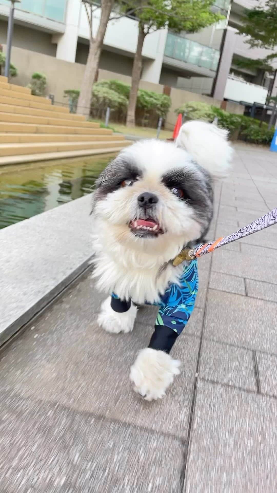 いくらのインスタグラム：「QST🐶🖐️ ・ Q→急に S→散歩中に T→止まる ・ ・ #shizthu #シーズー #dogsofinstagram #dog #shihtzu #犬 #shizthulovers #cute #シーズー犬 #犬のいる暮らし #シーズー男の子 #dogstagram #シーズー大好き #いぬすたぐらむ #シーズー大好き部 #わんすたぐらむ #愛犬 #ふわもこ部 #shihtzugram #いぬバカ部 #cutedogs #shihtzulovers #犬の動画 #動画 #散歩」