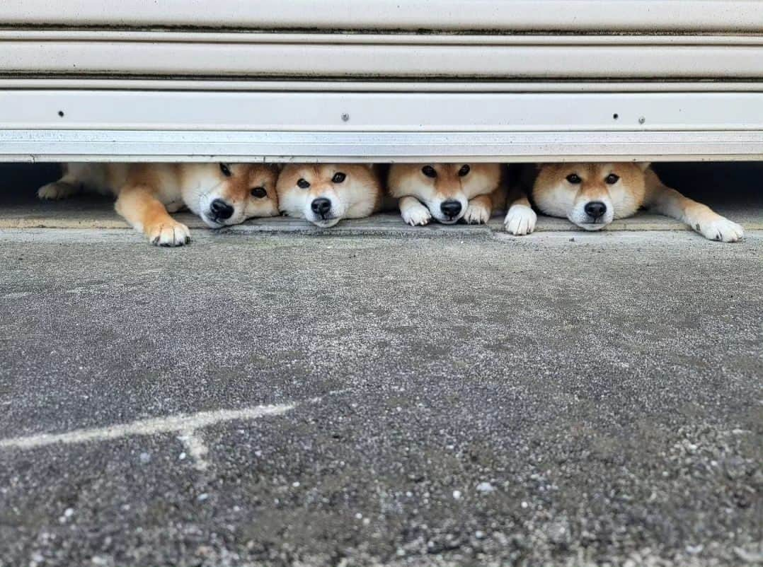 柴犬たま Shibainu Tamaのインスタグラム