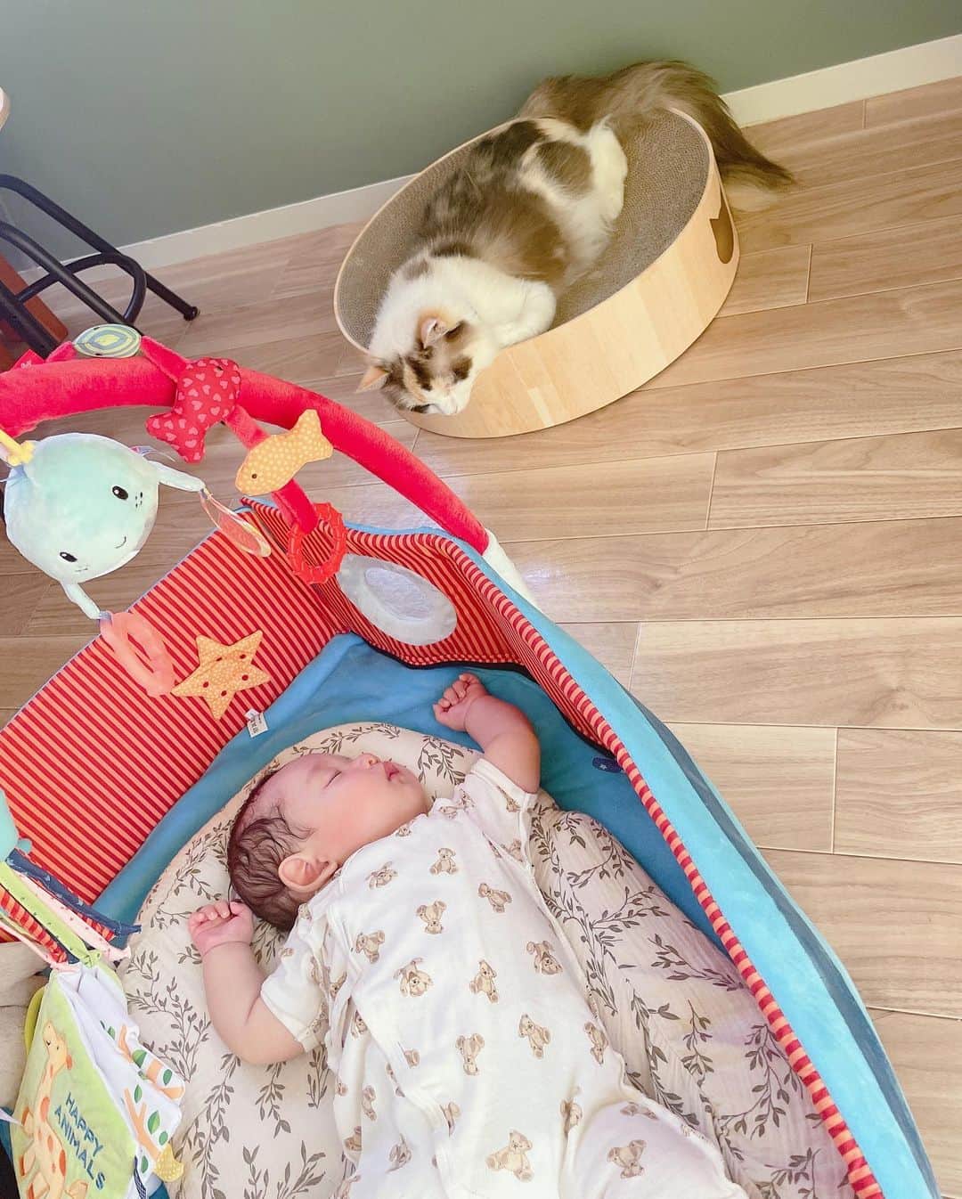 椎名琴音のインスタグラム：「子守猫  猫の点子ちゃんが、 息子をずーっと 見てると思ったら、 船の窓から見守ってくれてたみたい。 てんちゃんのストレスにならないか 仲良くできるか心配してたけど いいお姉ちゃんになってくれるかも🫶🏻  いつかお座りしたり、ごはんあげたりできるようになったら、もっと楽しいね。 今はそっと見守ってくれててありがとう😊」