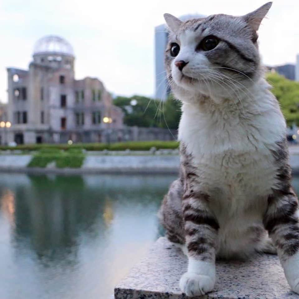 Nyankichi Noranekoのインスタグラム：「8月6日は、広島から平和の祈りをささげる日にゃり🙏  1945年8月6日午前8時15分に、 アメリカ軍が日本の広島県広島市に 原子爆弾を投下し多くの命が奪われました。 今後、二度とこのようなことがないことを心から祈ります。 世界が平和でありますように。  1945年8月6日 上午8时15分 美国军队在広島県広島市投下的原子弹夺去了众多人的宝贵生命。 期待世界的和平从此不再发生类似的惨剧。  1945年8月6日 上午8時15分 美國軍隊在広島県広島市投下的原子彈奪去了眾多人的寶貴生命。 期待世界的和平從此不再發生類似的惨劇。  Dropping of atomic bombs on Hiroshima City. On August 6th, 1945 at 8:15, the U.S. military dropped an atomic bomb in Hiroshima City, Hiroshima Prefecture,  and caused the loss of countless lives.  I wish, with all my heart, which will never repeat this tragedy. I want world peace  Le 6 Août 1945 à 8: 15 du matin, l'armée américaine  a largué une bombe atomique sur la ville de Hiroshima,Prefecture de Hiroshima. L'explosion de cette bombe a causé d'innombrables pertes en vies humaines. Je prie, de tout mon coeur,que cette tragédie ne se répète plus jamais.  Je veux un monde de Paix  1945년 8월 6일 오전 8시 15분에, 미군이 일본의 히로시마현 히로시마시에 원자 폭탄을 투하해 많은 생명이 빼앗겼습니다. 향후 두번 다시 이러한 일이 없는 것을 진심으로 빕니다. 세계가 평화롭도록.  El 6 de agosto de 1945 a las 8:15,  el ejercito norteamericano arrojó una bomba atómica  en la ciudad de Hiroshima, Prefectura de Hiroshima,  causando la pérdida de innumerables vidas. Deseo, de todo corazón, que nunca más se repita esta tragedia. Por la paz mundial  #猫 #cat #고양이 #แมว #貓 #кошка #qata #chat #ニャンスタグラム #gato #catsofinstagram #ねこ部 #旅猫 #cats #ニャン吉 #猫写真 #ねこ #seekor #ネコ #kitty #catlover #kucing #kucinglucu #猫好き #猫好きな人と繋がりたい #広島 #hiroshima #戦争反対 #原爆ドーム #広島平和記念公園」