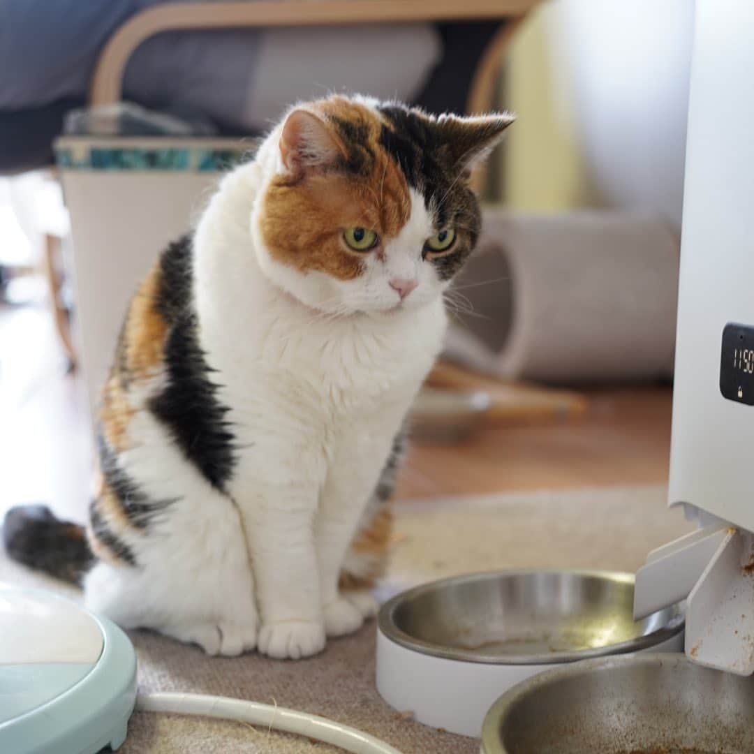 みかんのインスタグラム：「.  ご飯待ちしてるみかんちゃん😆  カリカリが出てこない時間なのに、じっと待ってます。  根負けして、時間外カリカリ出してあげちゃいます💦  #そんなみかんが可愛い #食は細いのに #食べたい時に食べる  #みかん #cat #catstagram」