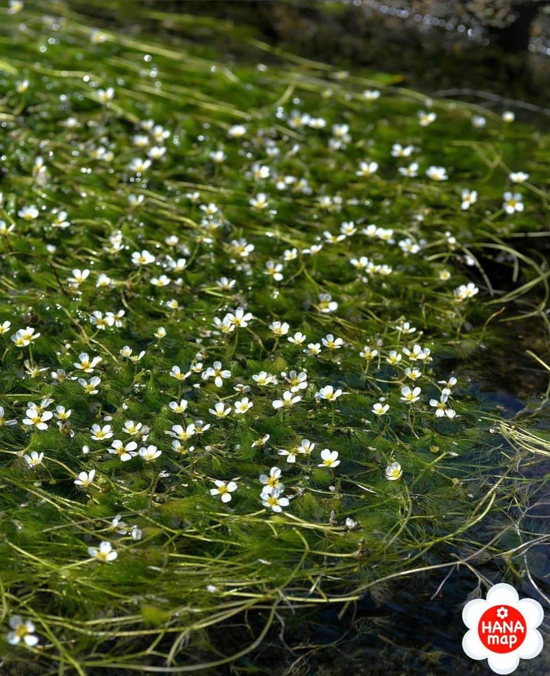 はなまっぷ❁日本の花風景のインスタグラム