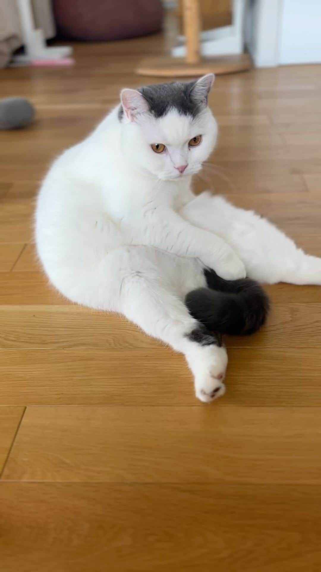 tomokoのインスタグラム：「うなぎ捕まえた？  #うなぎシッポ　  #ドラねねカツヲ #ブリティッシュショートヘア #britishshorthair #スコティッシュフォールド #scottishfold #猫 #ネコ #ペコねこ部 #ブリ商会 #猫山商事 #ねこのきもち #instacat #catstagram #instagramcats #catsofinstagram #ilovecats #catlover #catoftheday #cat #ヅラ猫部#猫とインテリア #ねこ #猫のいる生活 #catstagram_japan」