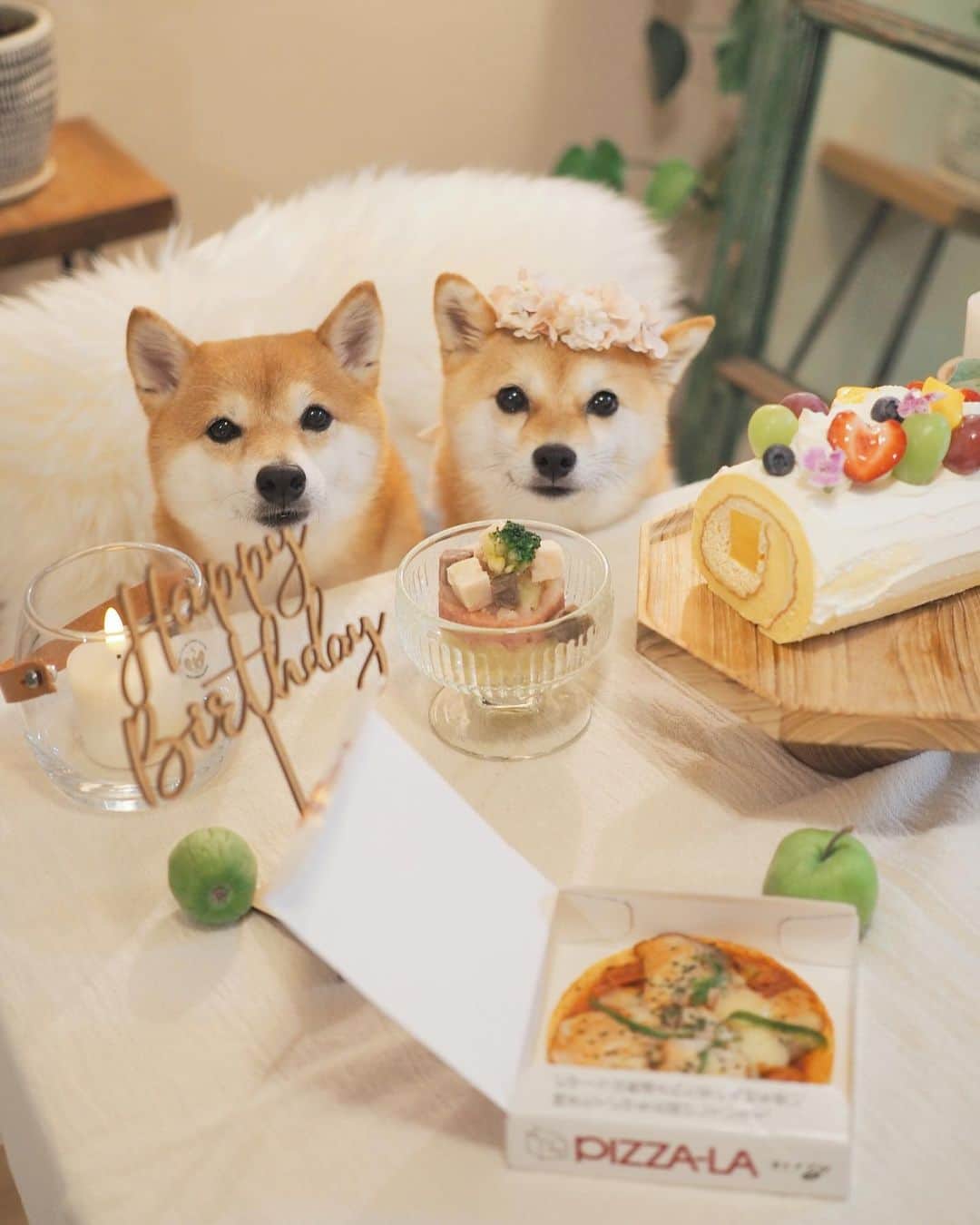 のインスタグラム：「🐶🎂 たま誕生日の宴。 たまの好きな犬用ピザーラ🍕を ご用意さしあげました。  9-10枚目 ピザを切るナイフを取りに、 キッチンにいって戻ってきたら にこがたまより先にガッついてた‼️  #柴犬#豆柴#mameshiba #shibastagram#japanphoto#shibainu#犬#shibainumania#犬のいる暮らし#shiba_snap#shibainupuppy#多頭飼い#dog#いぬすたぐらむ#puppy#dogstagram#instadog #doglover#pecoいぬ部#pecotv#いぬのきもち部#狗#子犬#barked#9gag#9gagpets#시바견」