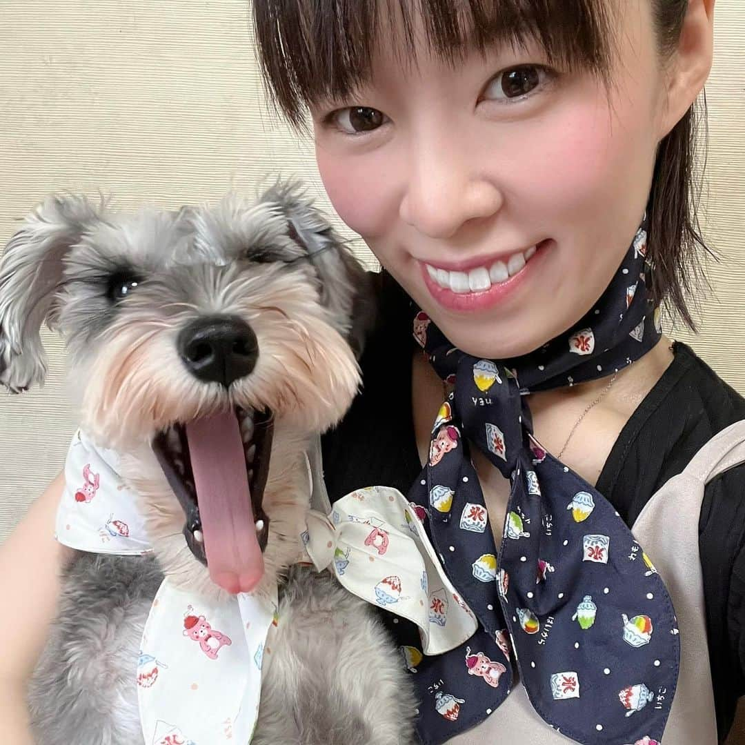 紀伊さつきさんのインスタグラム写真 - (紀伊さつきInstagram)「・  モネララママからいただいた モネ・クチュールのおそろいクールネックでおでかけ💓  すーずしーい🍧✨  @cocokuragram  ありがとうございます😊💓  ⋱⋰ ⋱⋰ ⋱⋰ ⋱⋰ ⋱⋰ ⋱⋰ ⋱⋰ ⋱⋰⋱⋰ ⋱⋰ ⋱⋰   #モネクチュール #クールネック  #シュナウザー #ミニチュアシュナウザー #シュナスタグラム #シュナウザー部 #ミニチュアシュナウザー子犬 #犬のいる暮らし #パピー #dog  #schnauzer #miniatureschnauzer #minischnauzer #schnauzergram #zwergschnauzer #schnauzerpuppy #puppy #doglover #dogstagram #instadog #멍스타그램 #개스타그램 #강아지#슈나우저 #迷你雪纳瑞 #雪纳瑞   ⋱⋰ ⋱⋰ ⋱⋰ ⋱⋰ ⋱⋰ ⋱⋰ ⋱⋰ ⋱⋰⋱⋰ ⋱⋰ ⋱⋰」8月6日 13時28分 - keysatsuki