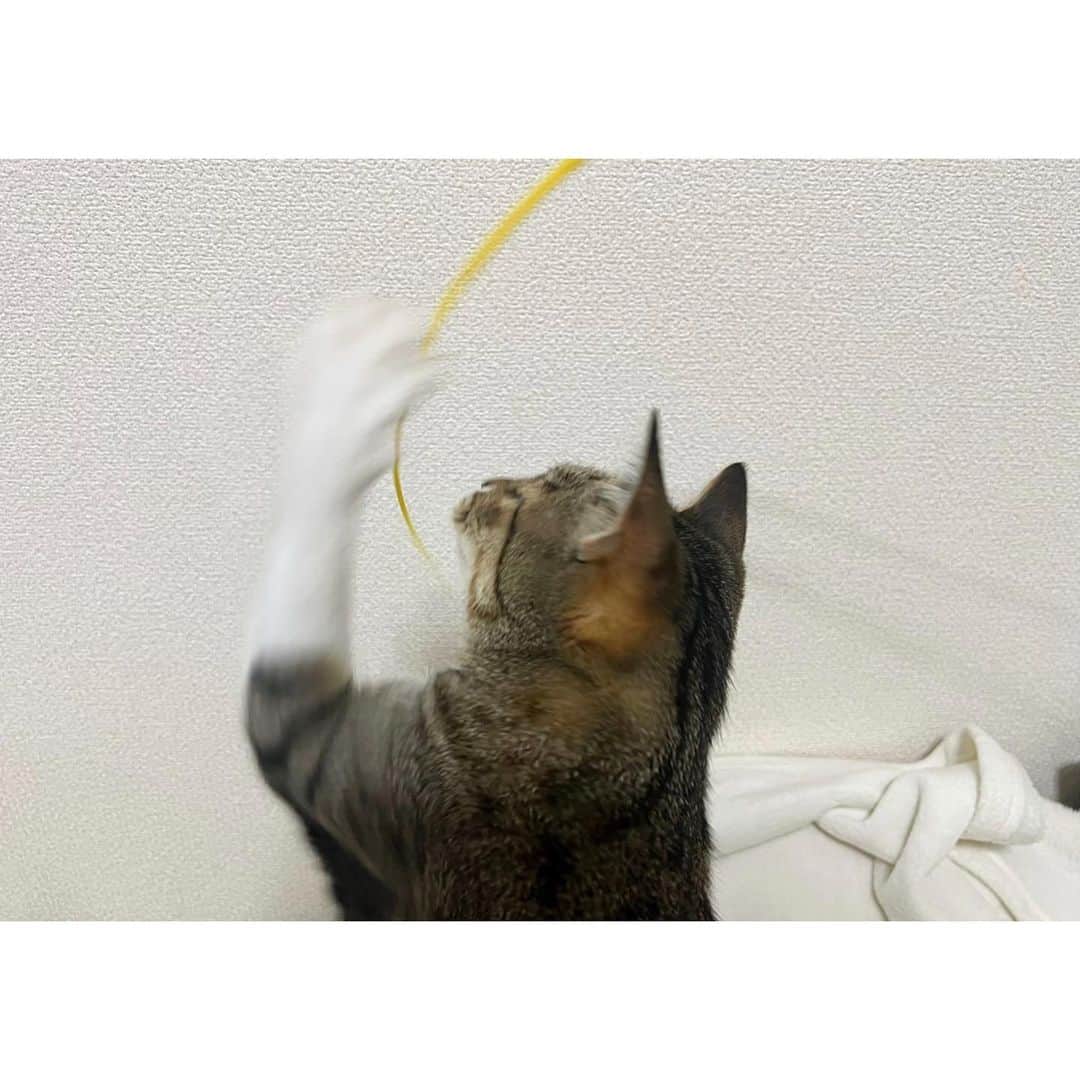 高木沙織さんのインスタグラム写真 - (高木沙織Instagram)「🐈 * 狩り部•部長の つむちゃん（ @tsumugi.2020 ）が 朝練に使っているアイテムを 教えてもらいました^ ^ * 「ペテモ ネズミのしっぽ」 これ、いいね♡ 小虎も頑張って午後練。 主に後頭部と耳がかわいい。 ※ 猫さんがカミカミして飲み込まないように！ って、つむちゃんが教えてくれたよ。 * これから入部届出しにいきます！ * その前にアイス。 小虎は見てるだけ。 * * #猫 #猫部 #猫のいる暮らし  #猫がいる生活  #猫がいる幸せ  #猫が好き #きじとら  #狩り部 #午後練 #ペテモネズミのしっぽ  #ねこ #cat」8月6日 13時59分 - saori_takagi