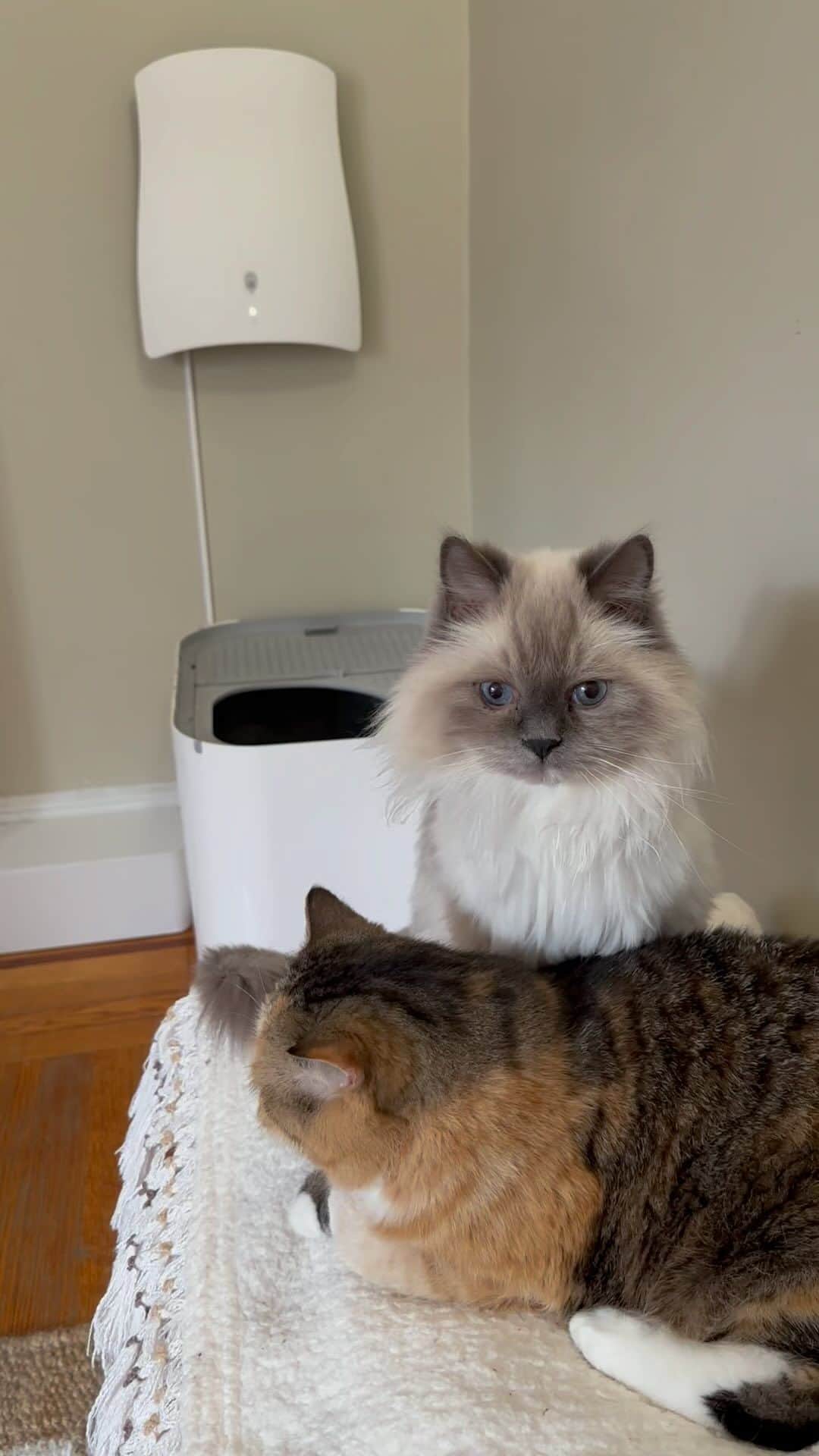 Tinaのインスタグラム：「#AD We were gifted the QAIS-air- 04 air purifier by SUNSTAR @sunstarqais.us and I instantly fell in love with it! The design is light, sleek and easy to install. It is designed to catch pet odors from above before they spread and it is quiet. It is must when you have more than one pet and especially in a small space! It gets an A+ from us! #QAISair #SUNSTAR #SUNSTARQAISair #cleanair #petodor #furryandfresh」