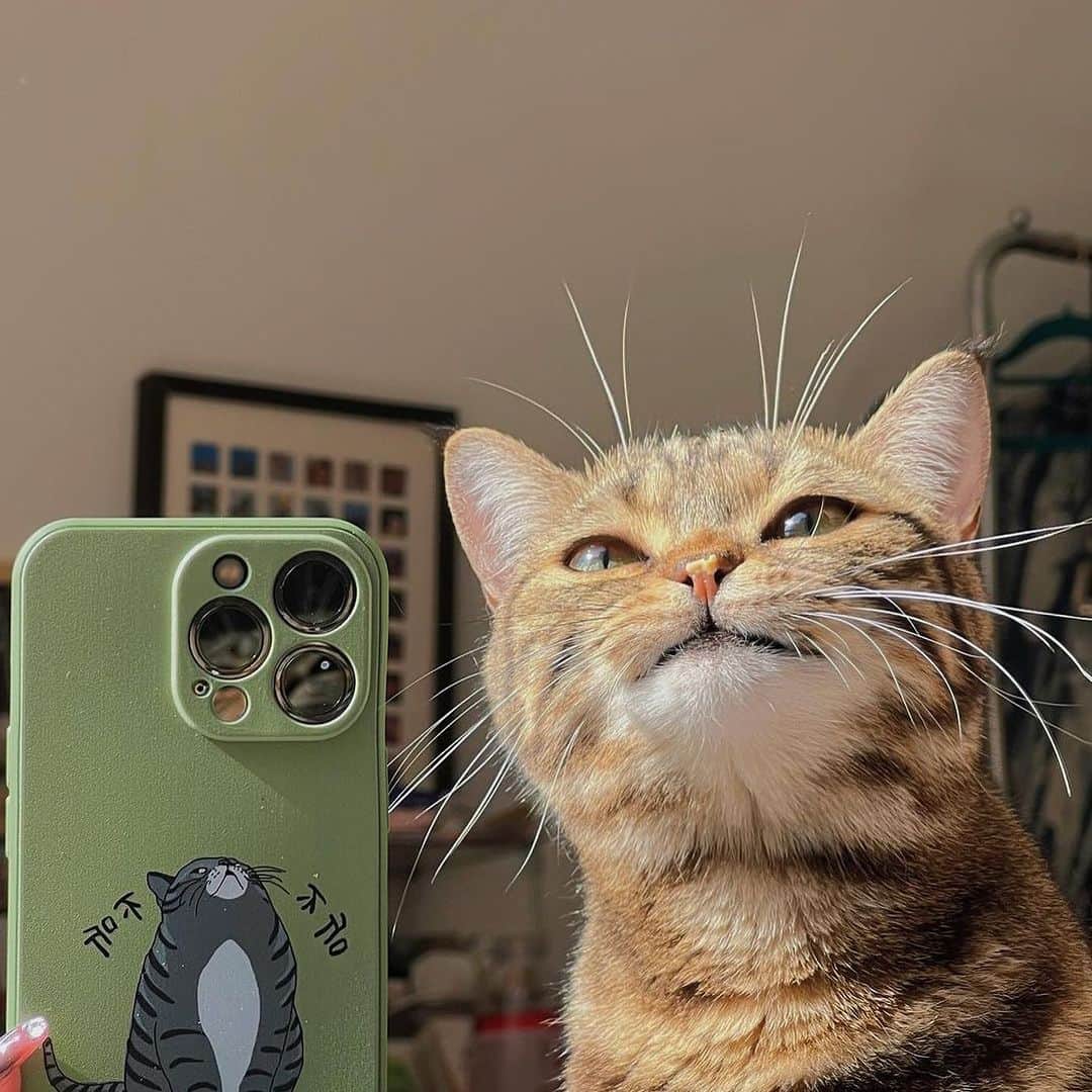 Cats of Instagramのインスタグラム：「From @fortuneisacat: “Smile at the camera! ✨😸” #catsofinstagram」