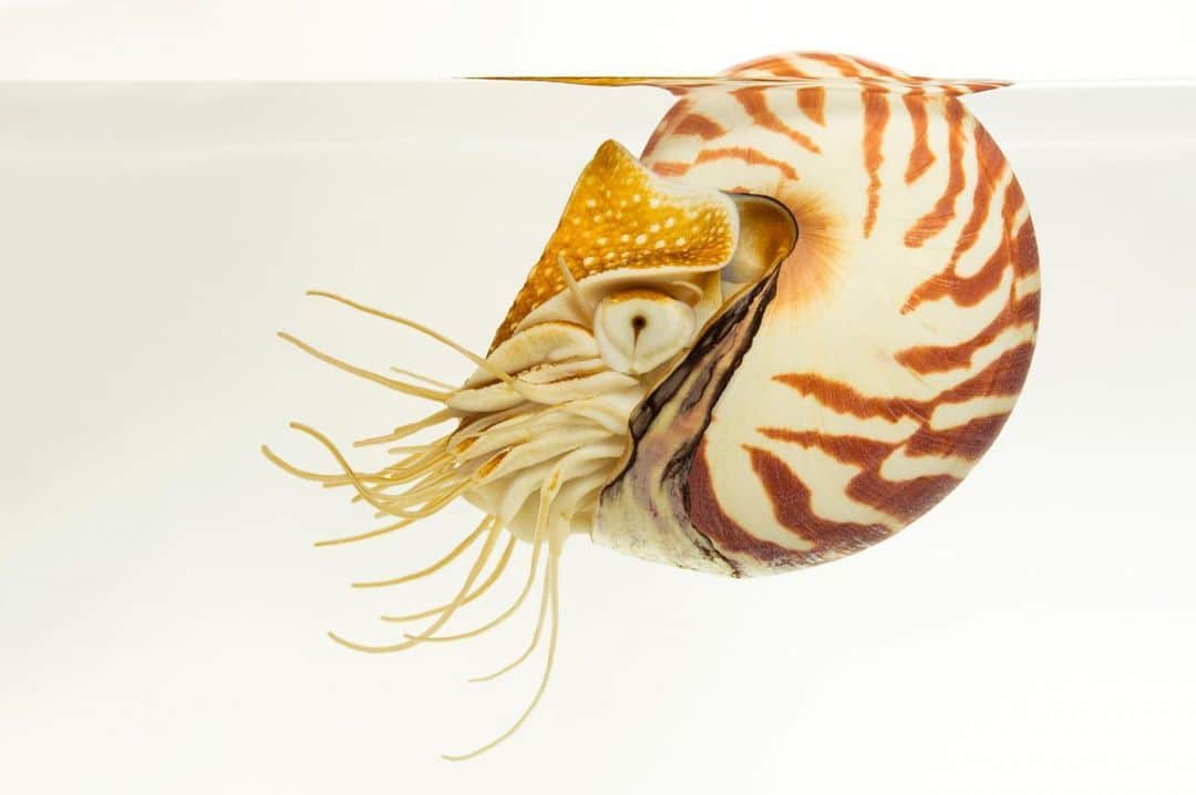 Joel Sartoreさんのインスタグラム写真 - (Joel SartoreInstagram)「Behind the tiger stripes on the chambered nautilus’ shell is a many-roomed home. As the nautilus grows, it creates more spiraling chambers - adults may have up to 30 - and moves into the outermost one. Fossilized shells with a similar structure have been found that would have been 20 or 30 feet long if uncoiled. Photo taken @montereybayaquarium.  The National Geographic Society (@insidenatgeo) is proud to support Explorer Joel Sartore in his quest to photograph the world's species for the National Geographic Photo Ark.   #nautilus #chambered #underwater #seacreature #animal #wildlife #photography #animalphotography #wildlifephotography #underwaterphotography #studioportrait #PhotoArk」8月6日 23時58分 - joelsartore