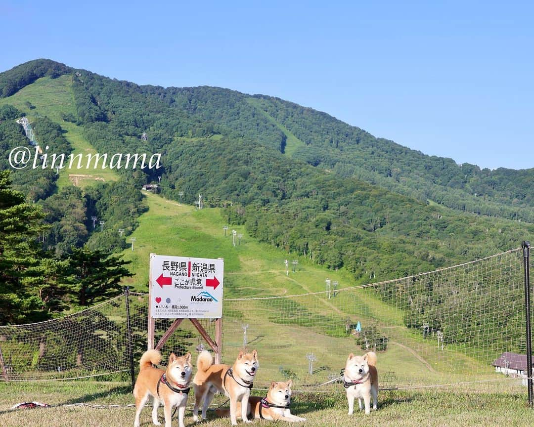 linnmamaのインスタグラム：「斑尾高原あさんぽ🐾〜①至るところに県境があります🤣〜②早朝のドッグラン、ファミリーで独り占め😍〜20℃の涼しい朝〜猛暑の家🏠に帰るのが怖い😱 ＊ ＊ ＊ #柴犬#dog #柴犬凜の勇気凜々every day  #多頭飼い  #shibastagram  #my_eos_photo #eosr6#eosr10  #ドッグフォトグラファーズ #iphone12#iphone12promax #犬連れキャンプ #斑尾高原キャンピングパーク」