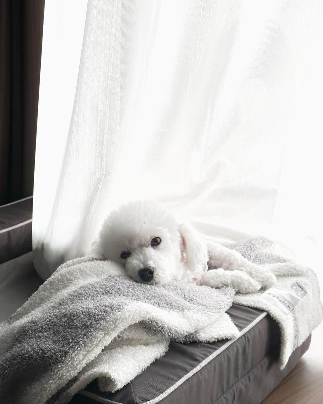 井深克彦のインスタグラム：「. 別名:たからものくん（10）🐶  #dog #doglover  #dogstagram  #dogoftheday  #犬のいる暮らし  #いぬすたぐらむ #toypoodle  #toypoodlewhite  #toypoodlewhiteboy  #トイプードル #トイプー」