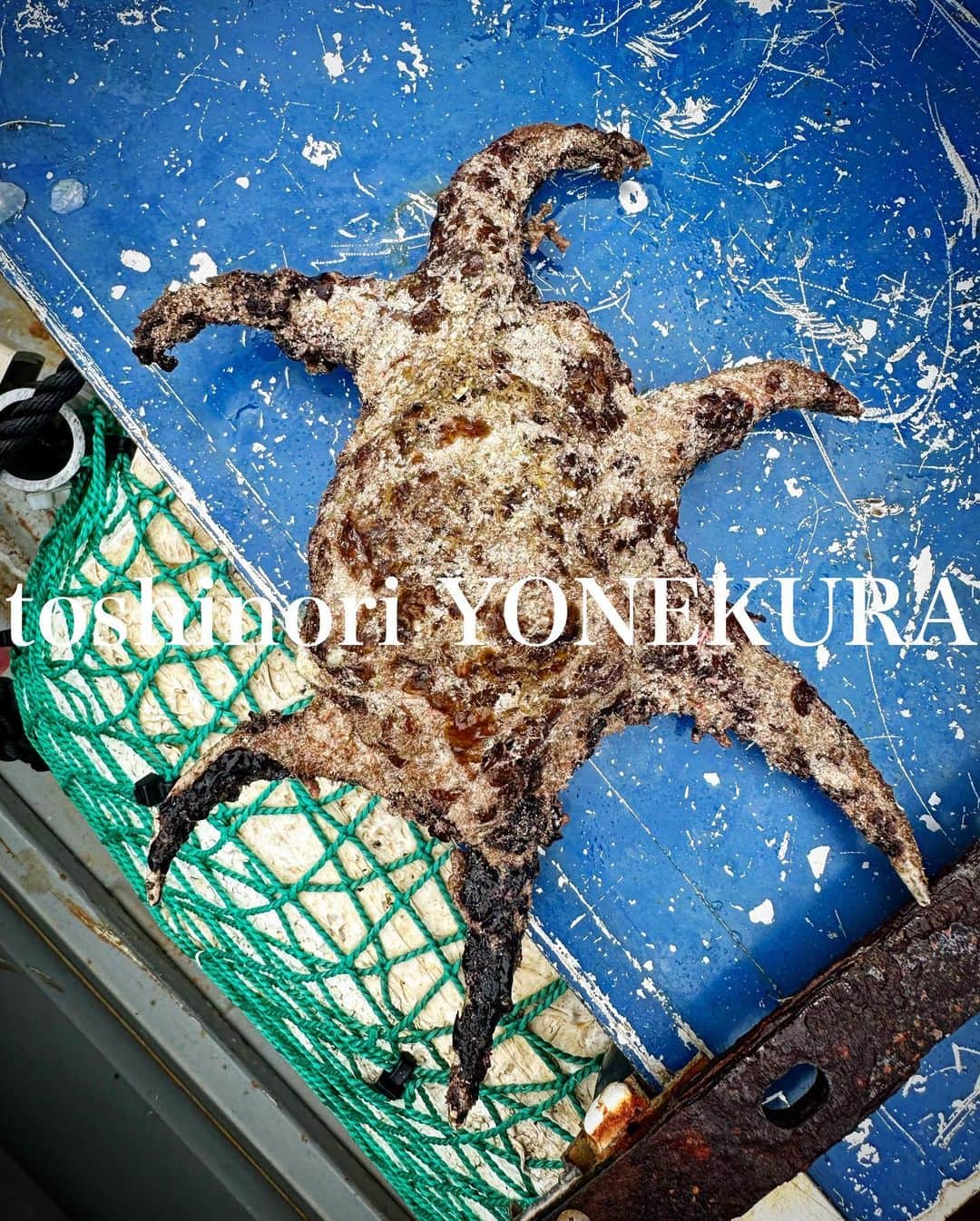 米倉利紀のインスタグラム：「海のこと  #島暮らし #いつもありがとう」