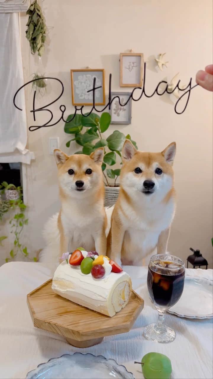 のインスタグラム：「🐶🎂 たま、ほんのり振り返りムービー🎉 にこも師匠生活して3年。  ふたりとも仲良くも仲悪くもなく、 ほどよい距離感で良いコンビ👍 たまのウザ絡みに、一度も噛んだりせず 受け入れてくれてるにこに感謝です😙  #柴犬#豆柴#mameshiba #shibastagram#japanphoto#shibainu#犬#shibainumania#犬のいる暮らし#shiba_snap#shibainupuppy#多頭飼い#dog#いぬすたぐらむ#puppy#dogstagram#instadog #doglover#pecoいぬ部#pecotv#いぬのきもち部#狗#子犬#barked#9gag#9gagpets#시바견」