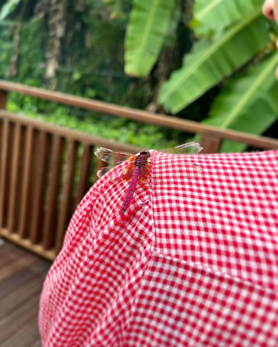 下條ユリのインスタグラム：「🪷ピンクの蜻蛉🩷 A RARE, PINK DRAGONFLY brought me messages at the end of my travel. "Magenta" stayed on my shoulder for at least 20 min. She then guided me from the lotus pond to my hotel along a busy street in Taipei! What did she try to tell me ?   “#Dragonflies  symbolize transformation and rebirth. Stripping away old beliefs to the deeper meaning of life with self-realization.   They are the keeper of dreams, the knower within that sees all of our true potential and ability. They connect us with the power of color and the ability to work with many different colors to achieve anything we want to experience in life.  Rare to encounter, but #PinkDragonfly exists. They could signify that love and romance are about to blossom in your life. Embrace this change.”   Mmm… 🩷Thank you, Magenta !!   Still being a nomad since I left NY in June, I returned to Kyoto with overwhelming feelings from each place. I will start to post ( & story ) my journey to process and share the colors I was immersed in.  P.5 P.6 "Dragonflies 蜻蛉" (2005)  The heart-shaped lovemaking dragonflies / ハート型になってメイクラブする蜻蛉の絵 30 x 22.5” ( 76.2 x 57.2 cm)  Sumi, Japanese watercolor and gouache on paper  6月から続く旅の終わり、不思議なメッセージを受け取りました。台湾の蓮の池で、珍しいピンクの蜻蛉がわたしの肩に止まり、それからしばらく(少なくとも20分は)そこいてくれて、車の往来の激しい台北の道沿いをずーっと一緒に歩いてホテルまで送ってくれたのです。さて、調べてみると…  【蜻蛉からのメッセージ】 「変革と再生。古い信念を取り除き、自己実現とともに人生のより深い意味を目指します。  蜻蛉は夢の守護者であり、私たちの真の可能性と能力をすべて理解している内なる知識者です。私たちを色の力と、さまざまな色を使って人生で経験したいことを達成する能力と結びつけます。  ピンクの蜻蛉は滅多に出会えませんが実在します。ピンクの蜻蛉はあなたの人生に愛とロマンスが開花しようとしていることを示しています。変化を受け入れて。」  ふふふー🩷　なるほどー マジェンタちゃんありがとう  6月にNYを離れて以来の遊牧民生活、北から南への長旅からついに京都に戻りました。それぞれの土地での忘れられない時間、ただいま飽和状態です。各地で浴びたいろいろな色と形をゆっくり消化し、その気持ちをまとめながら、少しづつstory とここにシェアしていきます。  #Pink #Dragonfly #蜻蛉  #MagentaDragonfly」