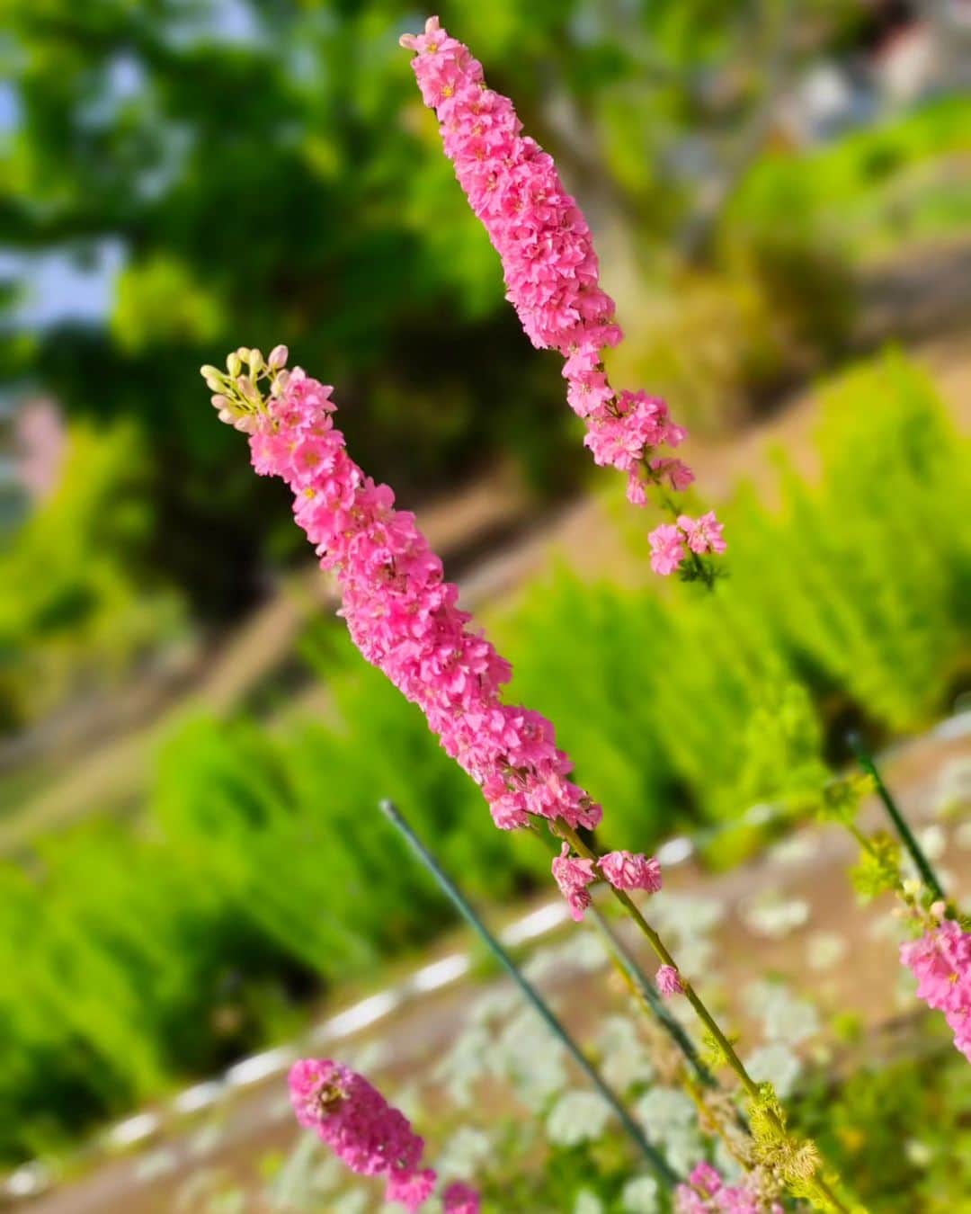 工藤里紗のインスタグラム：「花 笑顔 peace 💐😊🕊️」