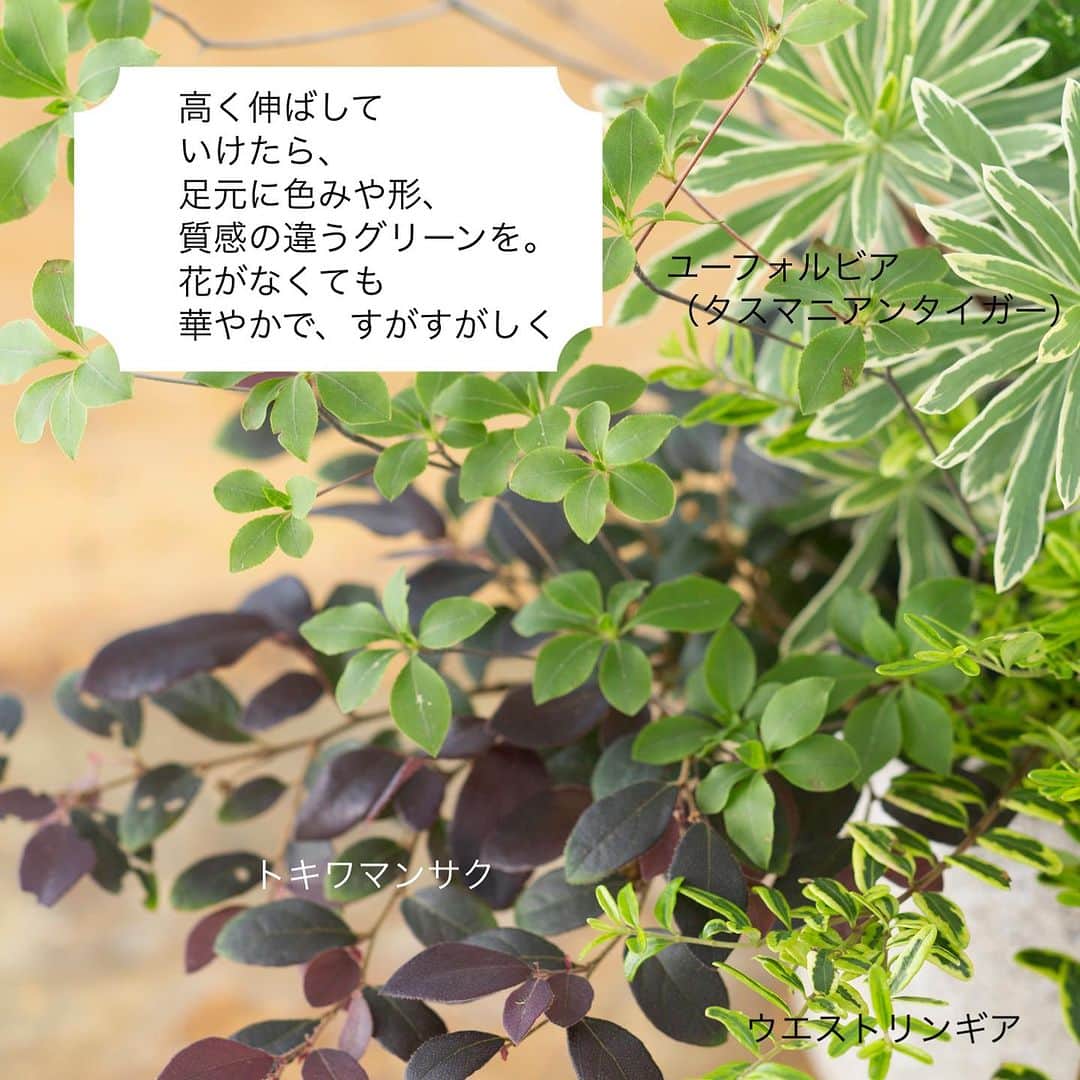 雑誌『花時間』さんのインスタグラム写真 - (雑誌『花時間』Instagram)「目にさわやかなもなのと言えば、緑の植物。  花時間（@hanajikan_magazine）です。  なかでもドウダンツツジは、明るい葉色ともちのよさから、夏の人気もの。  シンプルに、ドウダンツツジだけを花器にいけるだけでも、涼やかな木陰を目にできますよね。  ちょっと凝るなら、こんなふうに、さまざまなグリーンと合わせてみませんか？  足元に固めて何種かいけるだけで、ドウダンツツジの伸びやかな枝ぶりが、より悠々と感じられます。  葉が乾燥しないよう、エアコンの風を避けて飾ってね！  では、今週も元気smile😊😊😊で頑張りましょう！ byピーターパン  花　@karanaranonki  写真　@satomi.ochiai78   【花時間ニュース】 💜『花時間』から、花の定期便がスタートしました🥰　世界でここだけのバラと旬花が届く嬉しいサービスです💕  💜『花時間2023春夏』〈春のピンク！夏のブルー！〉大好評発売中！  💜『花と短歌でめぐる 二十四節気 花のこよみ』大好評発売中  すべて @hanajikan_magazine のプロフィールのリンクから飛べます✈️  『花時間』本誌や書籍は全国の書店、ネット書店でも発売中✨  #花時間 #ドウダンツツジ #涼しげに #枝もの #グリーン #夏を涼しく  #花が好き #花が好きな人と繋がりたい #花を飾る #花を飾る生活 #花屋さんへ行こう」8月6日 19時09分 - hanajikan_magazine