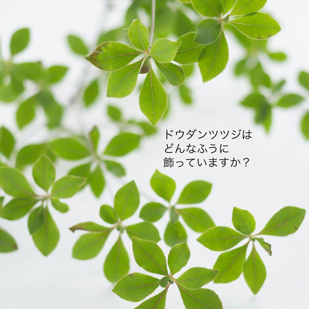 雑誌『花時間』さんのインスタグラム写真 - (雑誌『花時間』Instagram)「目にさわやかなもなのと言えば、緑の植物。  花時間（@hanajikan_magazine）です。  なかでもドウダンツツジは、明るい葉色ともちのよさから、夏の人気もの。  シンプルに、ドウダンツツジだけを花器にいけるだけでも、涼やかな木陰を目にできますよね。  ちょっと凝るなら、こんなふうに、さまざまなグリーンと合わせてみませんか？  足元に固めて何種かいけるだけで、ドウダンツツジの伸びやかな枝ぶりが、より悠々と感じられます。  葉が乾燥しないよう、エアコンの風を避けて飾ってね！  では、今週も元気smile😊😊😊で頑張りましょう！ byピーターパン  花　@karanaranonki  写真　@satomi.ochiai78   【花時間ニュース】 💜『花時間』から、花の定期便がスタートしました🥰　世界でここだけのバラと旬花が届く嬉しいサービスです💕  💜『花時間2023春夏』〈春のピンク！夏のブルー！〉大好評発売中！  💜『花と短歌でめぐる 二十四節気 花のこよみ』大好評発売中  すべて @hanajikan_magazine のプロフィールのリンクから飛べます✈️  『花時間』本誌や書籍は全国の書店、ネット書店でも発売中✨  #花時間 #ドウダンツツジ #涼しげに #枝もの #グリーン #夏を涼しく  #花が好き #花が好きな人と繋がりたい #花を飾る #花を飾る生活 #花屋さんへ行こう」8月6日 19時09分 - hanajikan_magazine