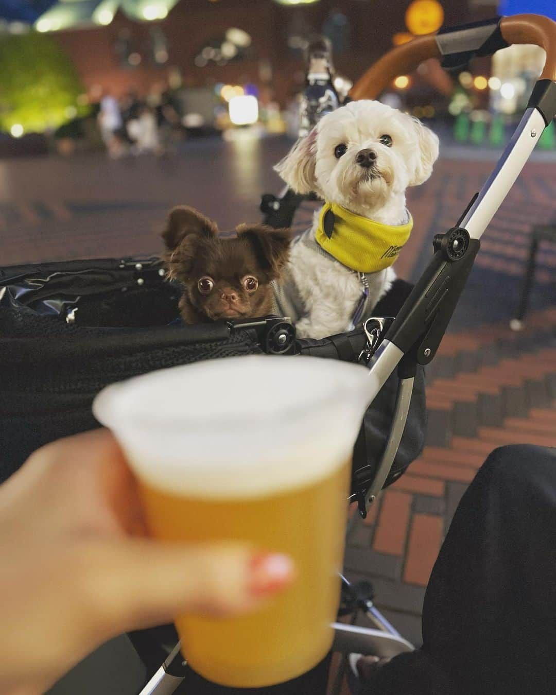 本多末奈のインスタグラム：「毎日日課のお散歩🐾 たまには寄り道もいいよね🍺✨  夏は暑くてお昼のお散歩ができないけど 夜風がある日はとても気持ちいいです🌉 付き合ってくれてありがと♡ @matthew_gabby_dogs   #夜散歩 #寄り道散歩」