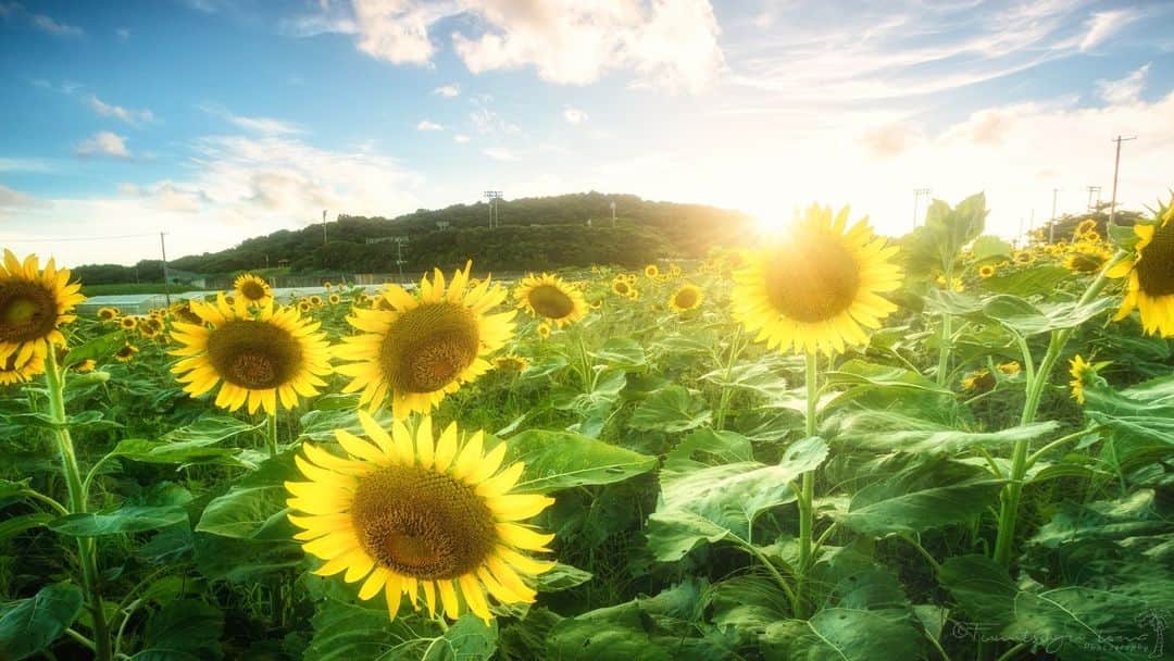 花の写真館のインスタグラム：「Photo by Fumitsugu Toma. . Original Post[投稿いただいたURL] https://www.facebook.com/photo.php?fbid=5428934267222512 . 本アカウントは、 #私の花の写真 をつけてInstagramに投稿された皆さまの花の写真や、「花の写真館」Facebookページで投稿された花の写真を紹介します。 「花の写真館」Facebookページは、「 @floral.photograph 」のプロフィールにあるURLからご覧ください。 . ※各種法令、マナー、関係者の指示に従った撮影をお願いします。 *Please ensure that your photography adheres to all relevant laws, etiquette, and instructions issued by authorized persons. ※本アカウントは東京カメラ部がFacebook、Instagramのサービスを利用して運営しているもので、Meta社・Instagramとは一切関係ありません。 . #花の写真館 #floralphotograph #floralphoto #flower #flowers Follow: @floral.photograph」
