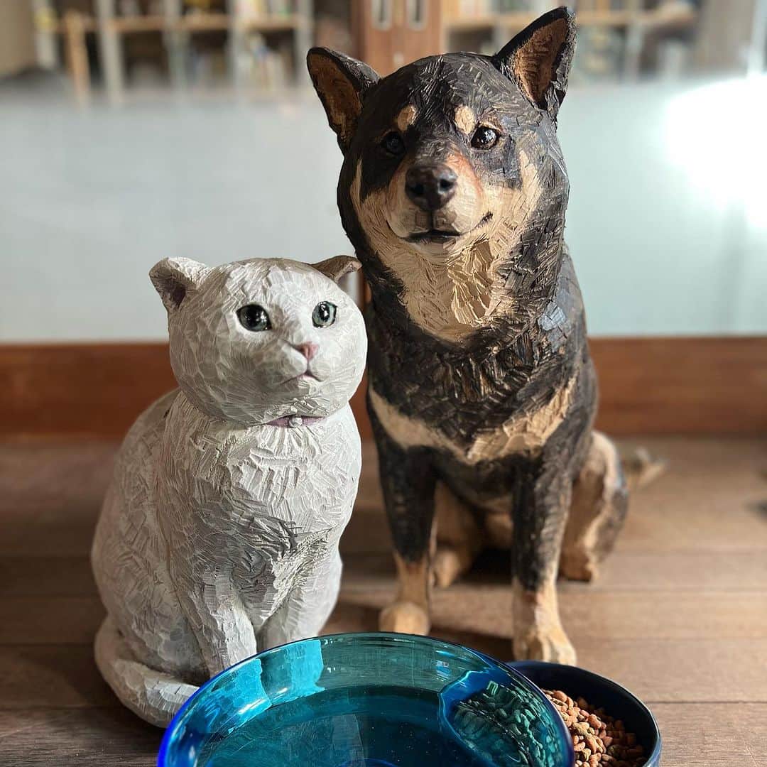 はしもとみおのインスタグラム：「ねこのひなたくんと、 いぬの月くん ひなたくんはこう見えてブロンズ像なのです。 新しいアトリエにまず最初にやってきたふたり、ひなたくんは来週には旅立ちますが、今は仲良く本物の月くんのごはんの守り神をしています。  猫と犬がどちらもいるのって、すごく好きな光景。 毎日暑い中おさんぽに付き合ってくれる月くんにも心から感謝です。  #woodcarving #woodworking #sculpture #woodsculpture #bronze #cat#dog#art#animals #miohashimoto #atelier」