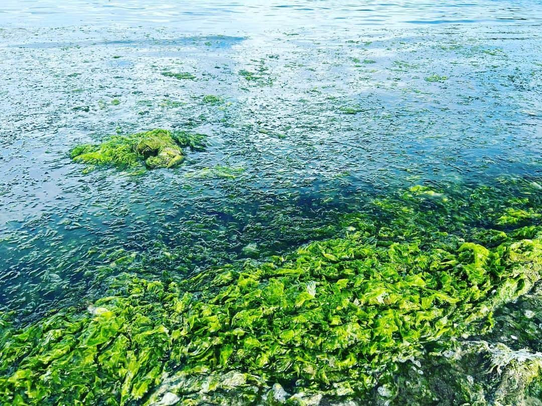 大岩根綾奈さんのインスタグラム写真 - (大岩根綾奈Instagram)「11月舞台の撮影で横浜の海に行ってきました🏖️  地元の宮崎県から東京に出てきて初めて関東の海に来たかもしれない。  地元の海とはまた違った良さがあって沢山自然に癒されました🐚  猫ちゃんが日向ぼっこしてて可愛かった🐈🧡  みんな夏満喫してますか🍉？  #海  #海が好き  #海好きな人と繋がりたい  #自然  #癒し  #癒し猫  #猫  #猫写真  #元気  #元気チャージ #海の公園」8月6日 19時57分 - ooiwaneayana