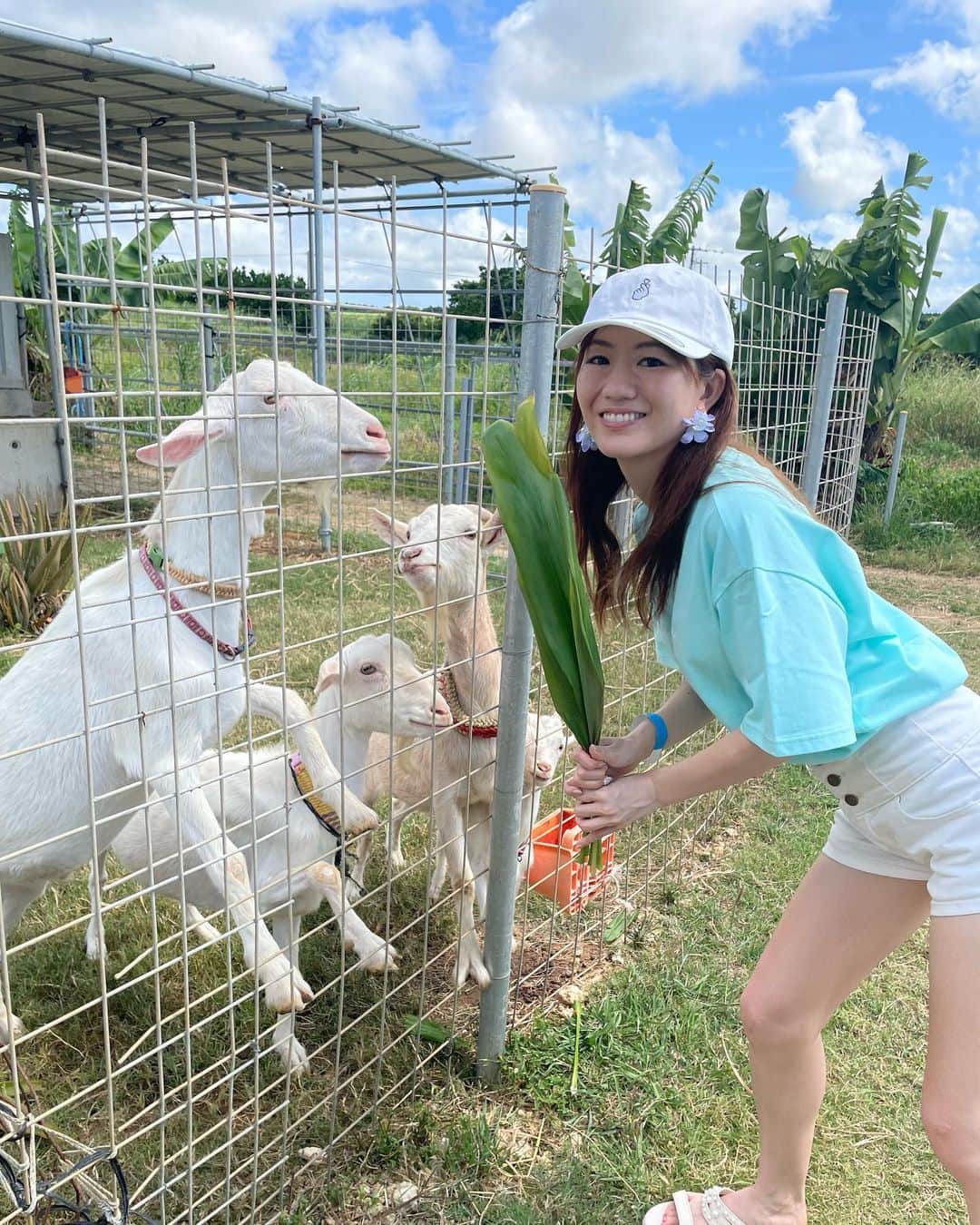 のインスタグラム：「激しめヤギちゃん🍼🐐🐐🐐  #宮古島旅行#しろう農園#ヤギふれあい牧場 #ヤギ#ヤギさん#ヤギミルク#アロエ#プチひととき #ヤギスタグラム#ヤギカフェ#ヤギピラミッド #miyakoisland#miyakojima#okinawa#yagi」