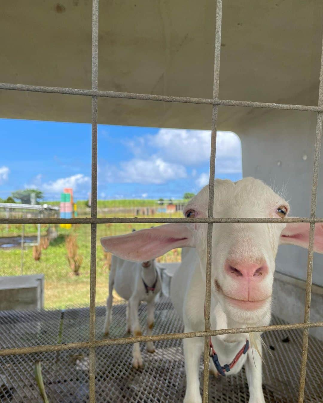 にゃんさんゴルフさんのインスタグラム写真 - (にゃんさんゴルフInstagram)「激しめヤギちゃん🍼🐐🐐🐐  #宮古島旅行#しろう農園#ヤギふれあい牧場 #ヤギ#ヤギさん#ヤギミルク#アロエ#プチひととき #ヤギスタグラム#ヤギカフェ#ヤギピラミッド #miyakoisland#miyakojima#okinawa#yagi」8月6日 20時14分 - miiiii0228