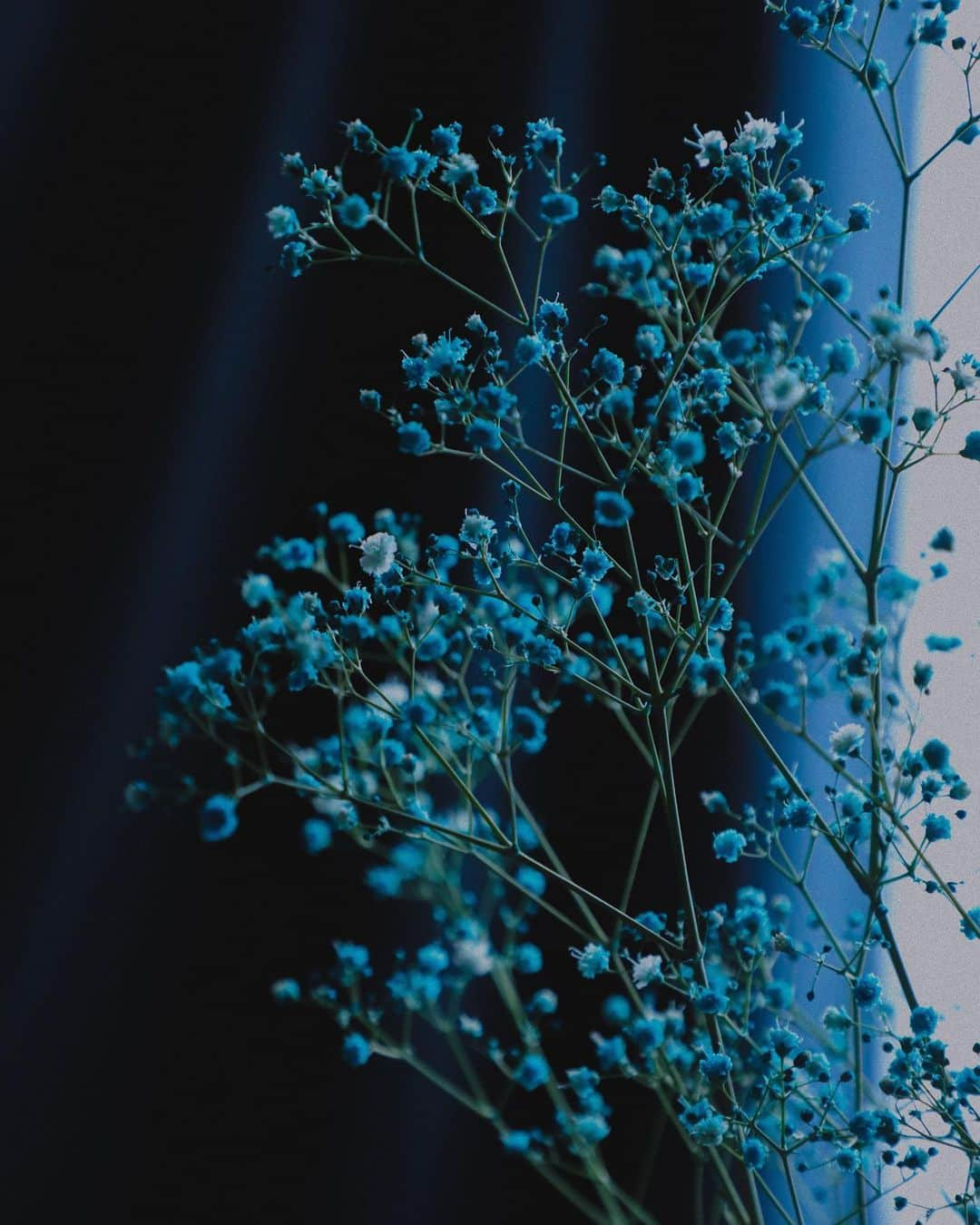 Manabu Sakamotoさんのインスタグラム写真 - (Manabu SakamotoInstagram)「深海のような花 . . . . . . . . . . #tablephoto #tablecoordinate #flower #gypsophila #summer #blue #テーブルコーディネート #テーブルフォト #写真好きな人と繋がりたい #テーブルスタイリング #ていねいな暮らし #vsco #igersjp #かすみそう #霞草 #ブルー #カスミソウ #花 #花のある暮らし #花のある生活 #深海 #花と暮らす」8月6日 20時15分 - manabu.sakamoto