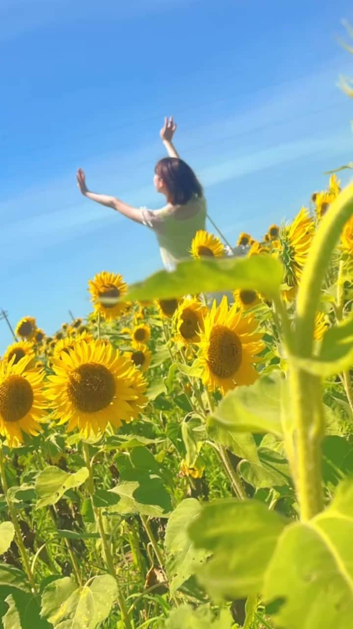 岩井七世のインスタグラム：「夢みたいな夏🌻  #ひまわり #sunflower」