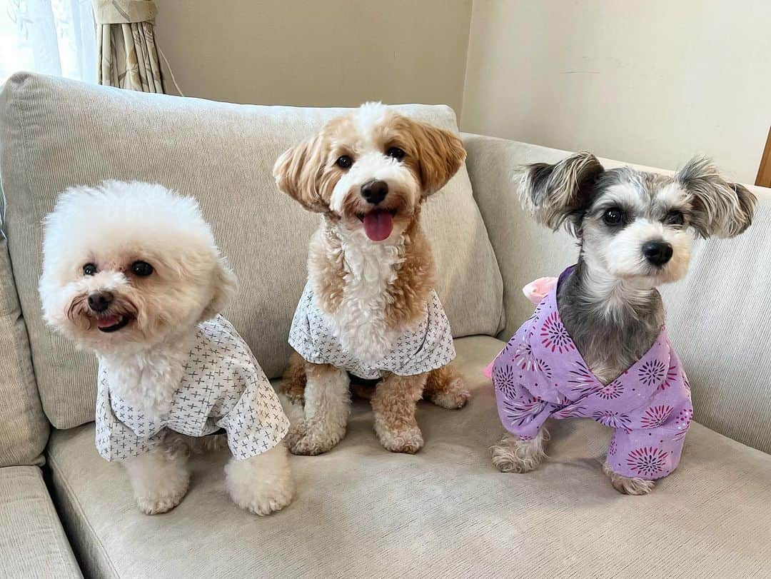 三谷紬さんのインスタグラム写真 - (三谷紬Instagram)「🐩🐕🐩 実家にいるわんこたちと♡ 実家呉服屋の特権、 浴衣を犬たちに作ってもらいました👘 足袋と羽織（一番右）は実は洋服が苦手… どの写真もほとんど目を瞑っている中で １枚目は奇跡の一枚なのです🥺 初めましての方、 左から 足袋♂（ティーカッププードル） 法被♂（マルチーズ×トイプードル） 羽織♀（マルチーズ×シュナウザー）です。 よろしくお願いします♡♡ * #dogsofinstagram#doginstagram#inu#犬#いぬ#いぬすたぐらむ#いぬのいる暮らし#浴衣#洋服#手作り#犬服#いぬふく#ティーカッププードル#マルプー#シュナマル#mix#ミックス犬#奇跡の一枚#癒し#犬好きな人と繋がりたい#足袋#法被#羽織#テレビ朝日#アナウンサー#三谷紬」8月6日 21時02分 - mitani_tsumugi