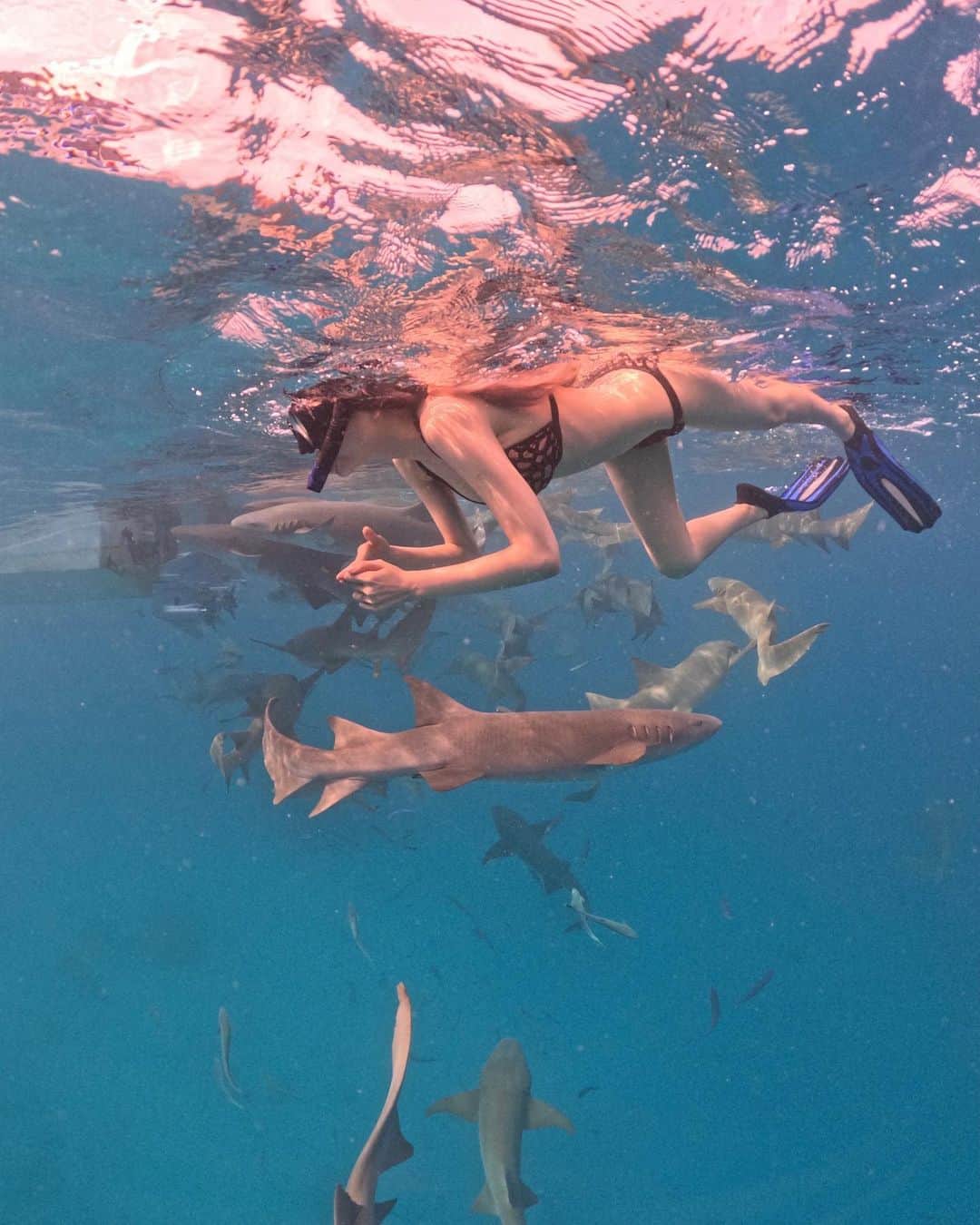 Grace Chowのインスタグラム：「🦈」