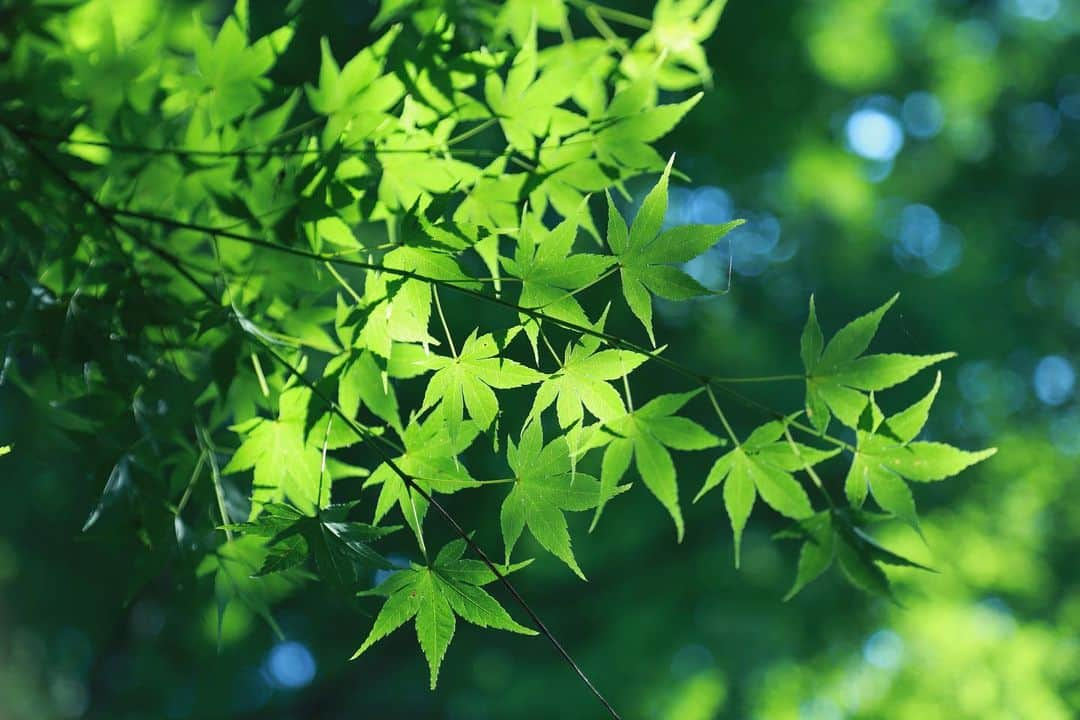 八芳園さんのインスタグラム写真 - (八芳園Instagram)「《夏季休業期間のご案内》  陽光に透ける青紅葉に、 涼やかな風情を感じるこの季節。  八芳園本館は、2023年8月7日(月)から2023年8月17日(木)まで夏季休業期間とさせていただきます。 各店舗の夏季休業期間につきましては下記をご確認ください。  ———————————–———————————– 《各店舗の夏季休業期間》  【八芳園本館】8月7日(月)〜8月17日(木)  【ウエディングサロン】通常通り営業  【Thrush Café】8月7日(月)〜8月17日(木)  【RESTAURANT ENJYU】8月7日(月)〜8月17日(木)  【kiki SHOP】8月7日(月)〜8月17日(木)  【壺中庵】8月7日(月)〜8月17日(木)  【茶室「夢庵」】8月7日(月)〜8月25日(金)  【MuSuBu】8月7日(月)〜8月18日(金)  【VEGETABLE LIFE】通常通り営業  ———————————–———————————–  酷暑の折から、くれぐれもご自愛のほどお祈り申し上げます。 夏季休業明けの皆さまのご来園を、心より楽しみにお待ちしております。  🎐✨🍃🎐✨  #八芳園 #happoen #日本庭園 #八月 #august #夏 #港区 #白金台 #お散歩 #青紅葉  #green #紅葉  #東京観光 #東京カメラ部 #カメラ好きな人と繋がりたい #写真好きな人と繋がりたい #ファインダー越しの私の世界 #その瞬間に物語を #キリトリセカイ #写真部 #フレア  #japanesegarden #japan_daytime_view #japantravel #tokyotrip #japan_of_insta #jp_mood #tokyotokyo #special_spot #green」8月6日 21時21分 - happoen