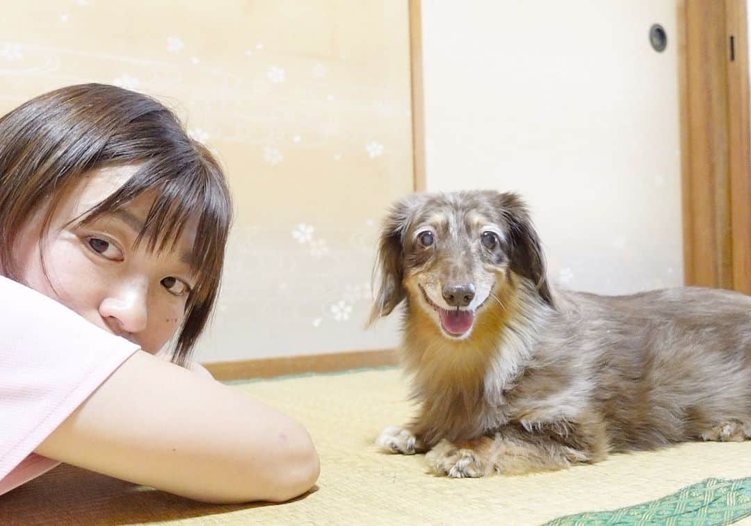 内山ミエさんのインスタグラム写真 - (内山ミエInstagram)「シニア犬ココさん17歳の誕生日🎂YouTubeの動画で出せて幸せ😭✨✨❤️  思い出📷たくさん撮った‼️いろんな表情を見せてくれるここさんが大好き💓見てくださるみなさん、お心を寄せて頂きありがとうございます。お陰でお年の割には元気？かな？🫠  #シニア犬 #老犬 #ミニチュアダックスフンド #チョコレートダップル #ダップル」8月6日 21時40分 - mieuchiyama